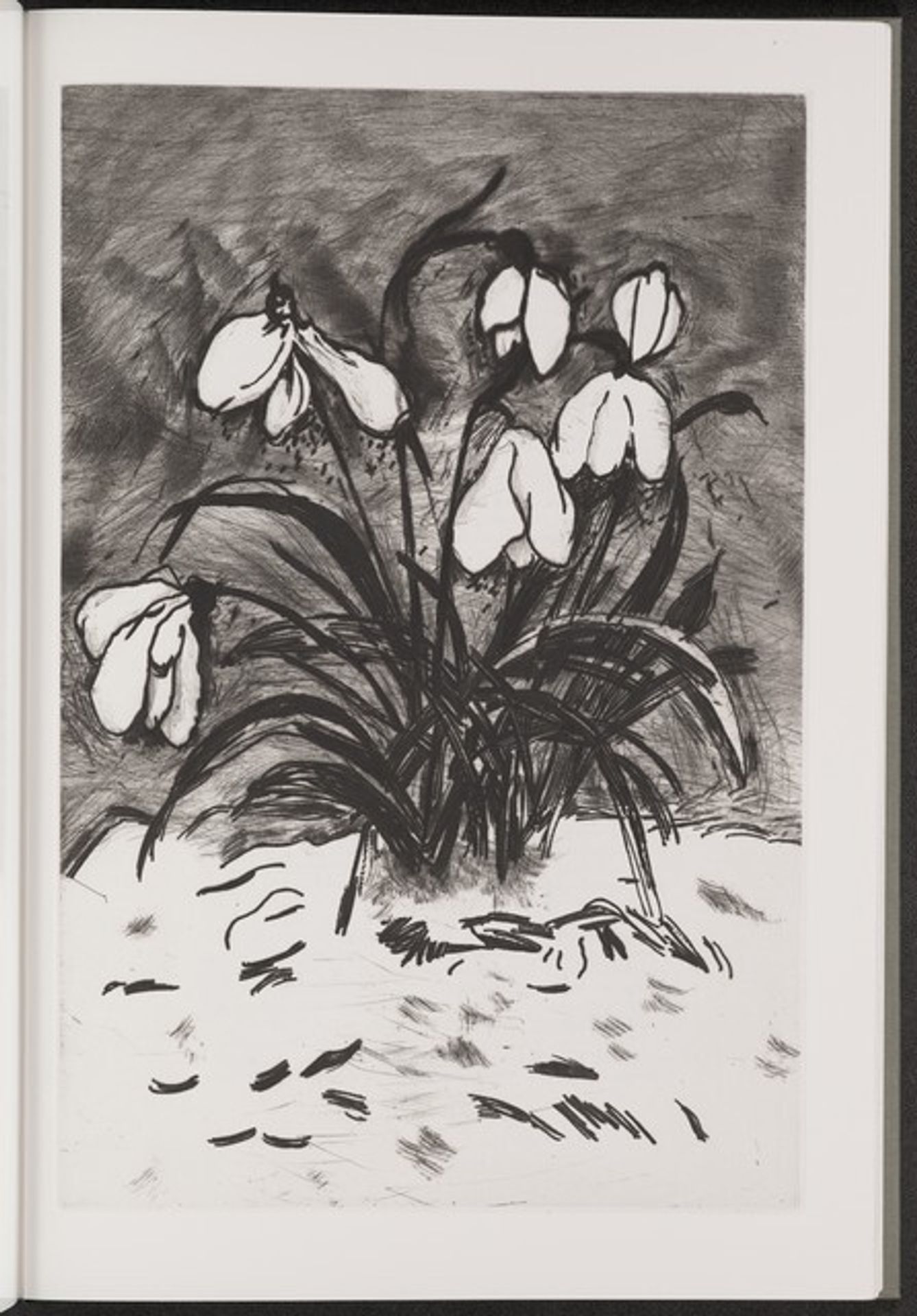 Snowdrop by Jim Dine