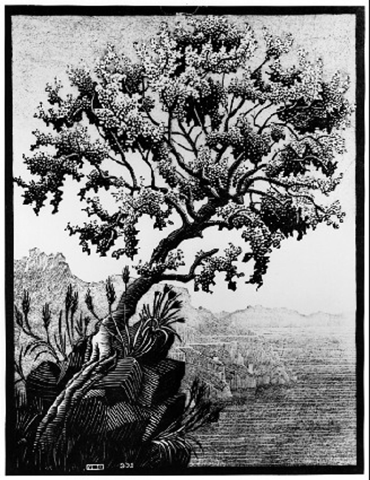 Carubba Tree (February 1932) by M.C. Escher