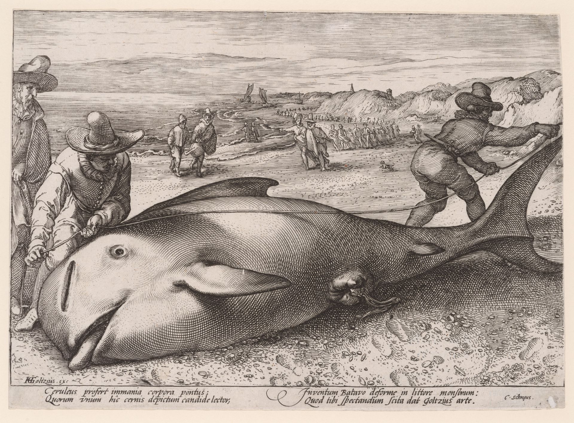 A Pilot Whale by Hendrick Goltzius