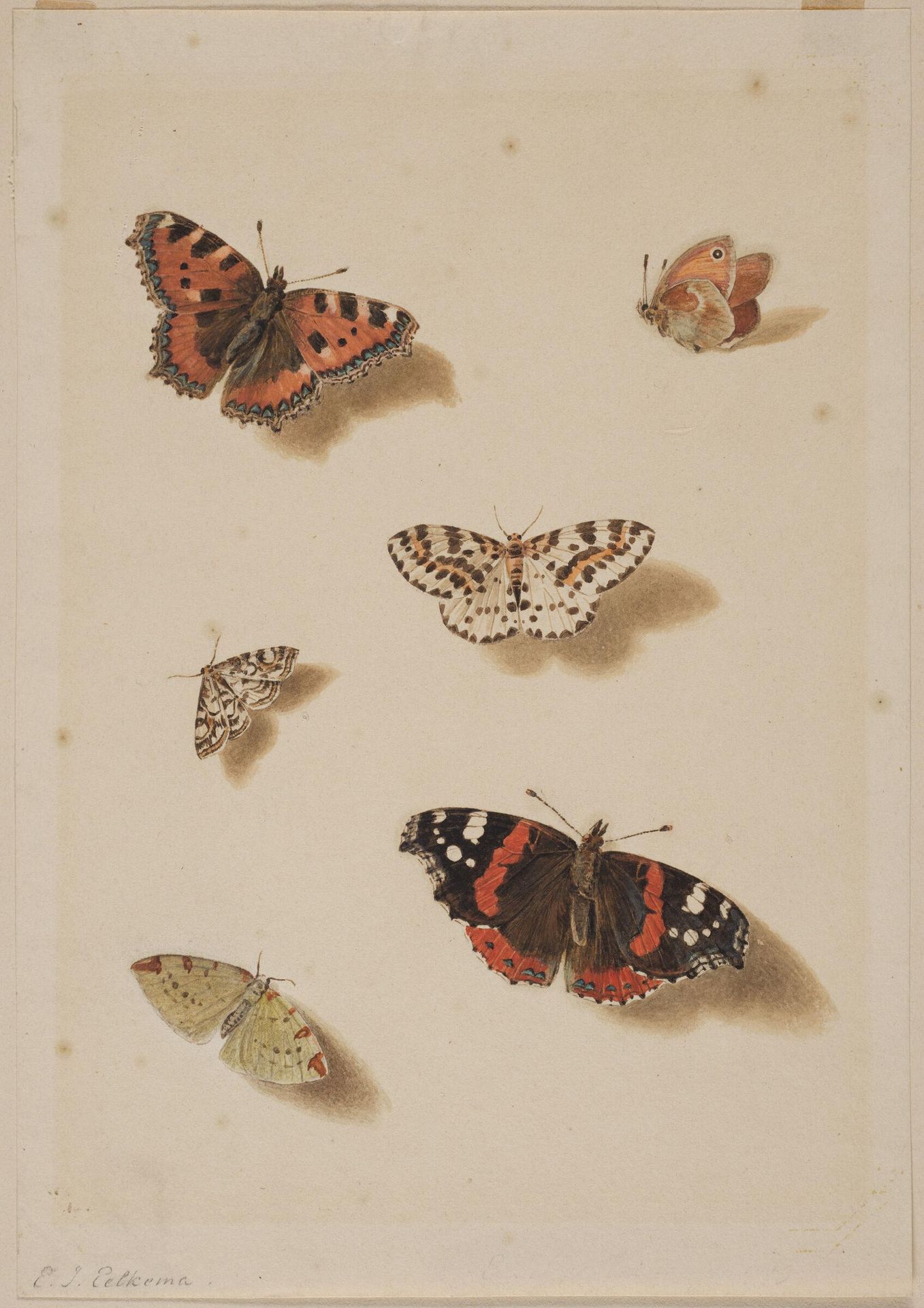 Six Butterflies by Eelke Jelles Eelkema