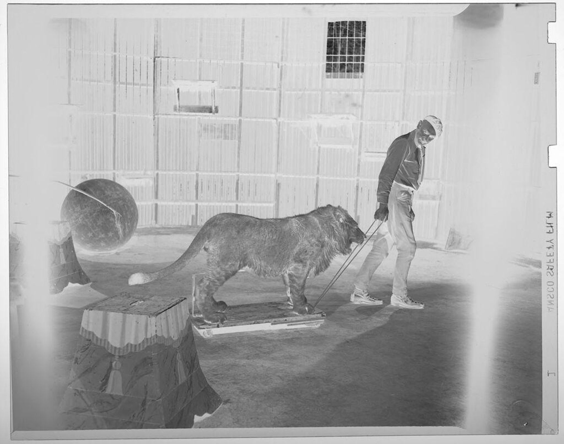 Untitled (trainer pulling lion on sled in large cage) by Jack Gould