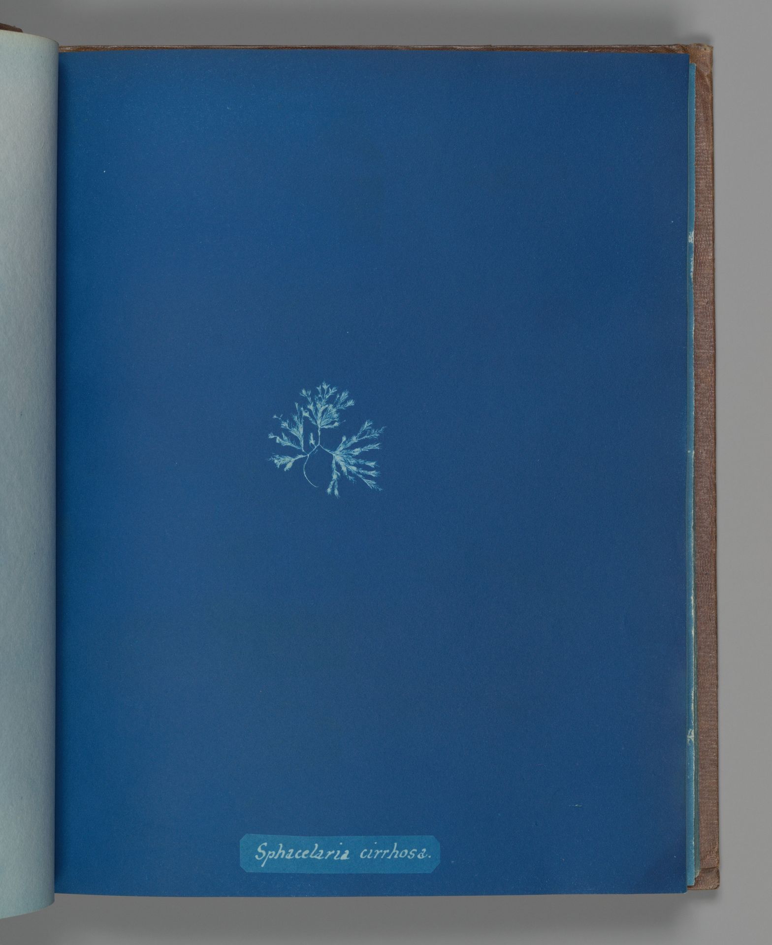 Sphacelaria cirrhosa by Anna Atkins