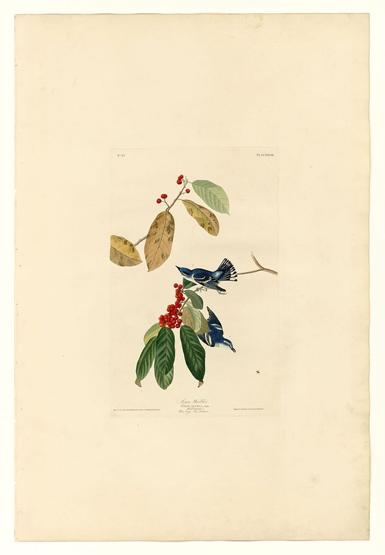 Plate 48. Azure Warbler by John James Audubon