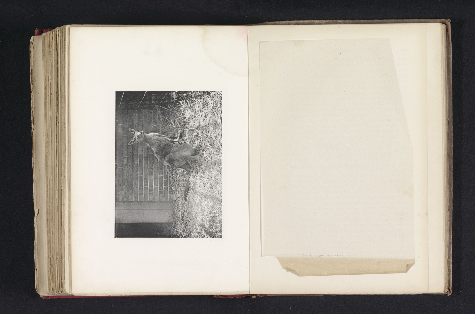 A kangaroo by J. Fortuné Nott