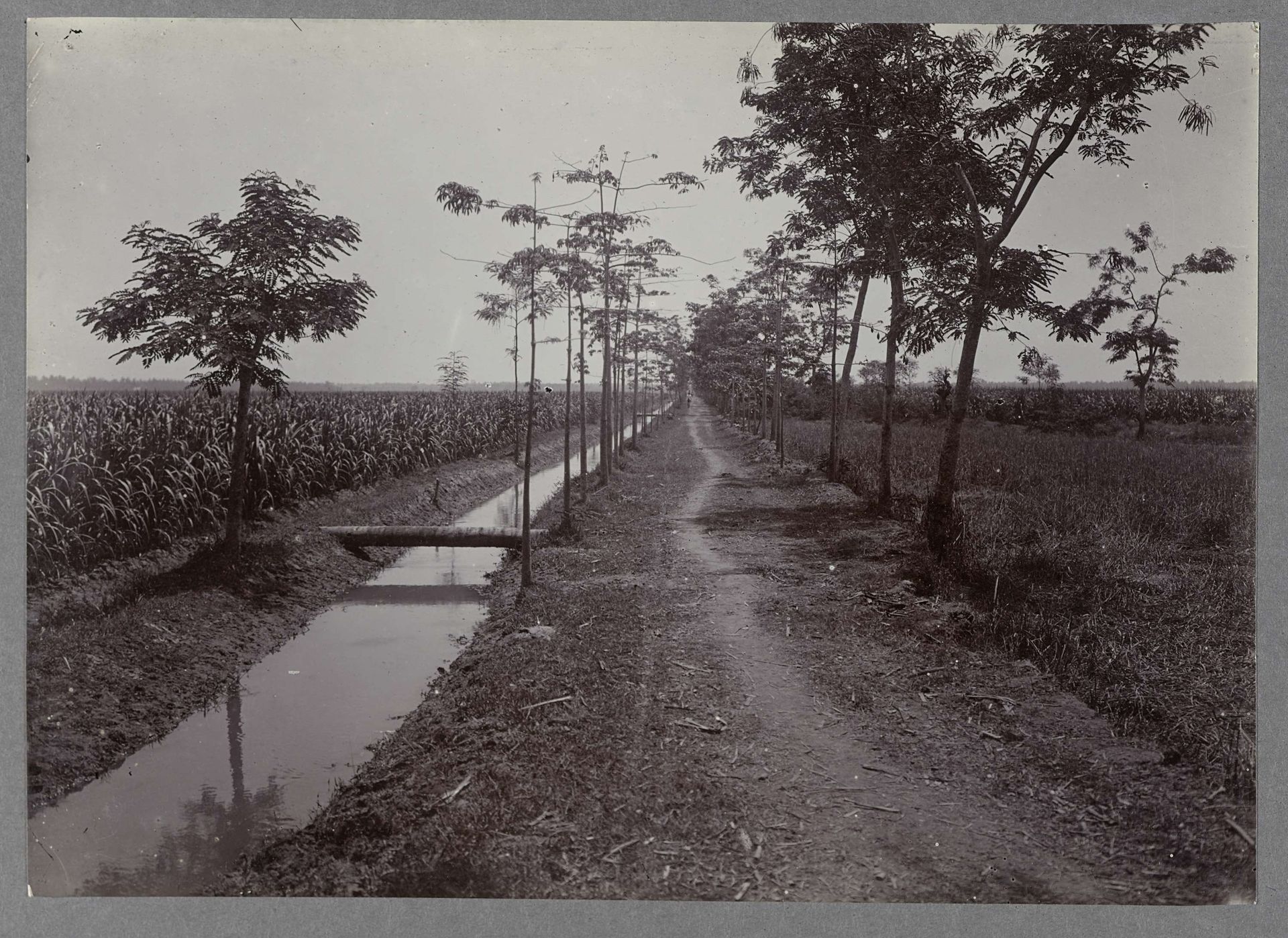 Pad langs suikerriet by Anonymous