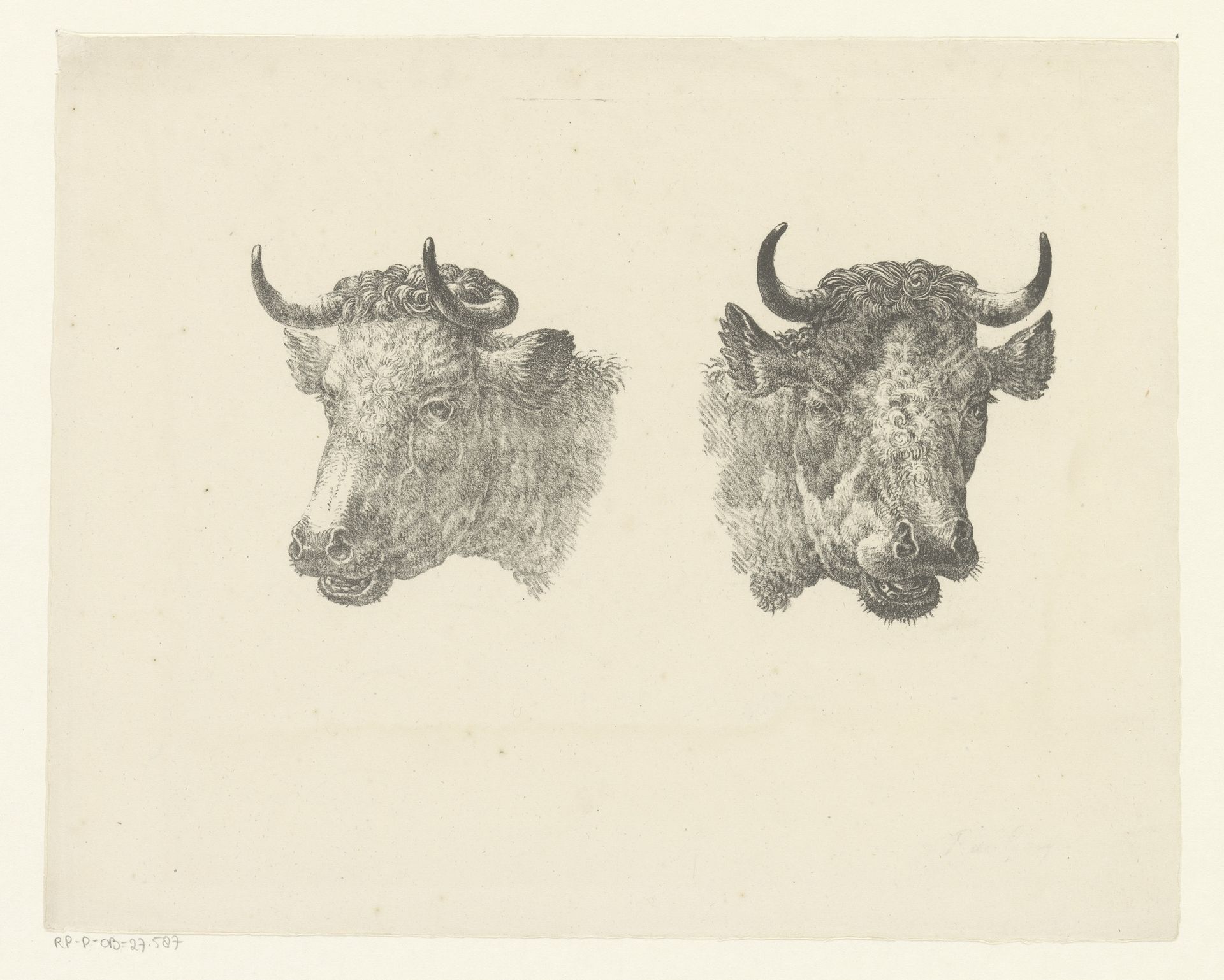 Twee stierenkoppen by Pieter Bartholomeusz. Barbiers