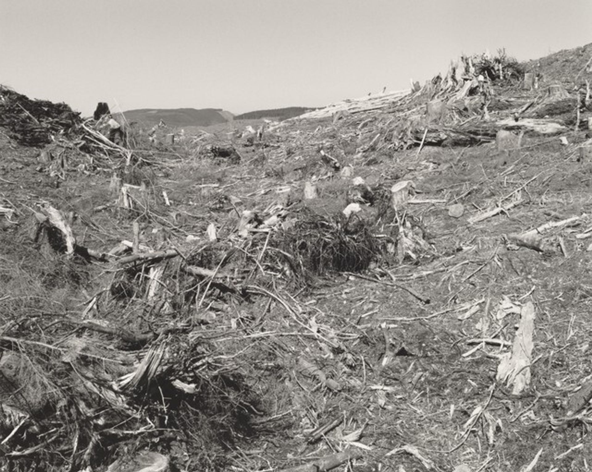 Clearcut, Humbug Mountain, Clatsop County, Oregon by Robert Adams