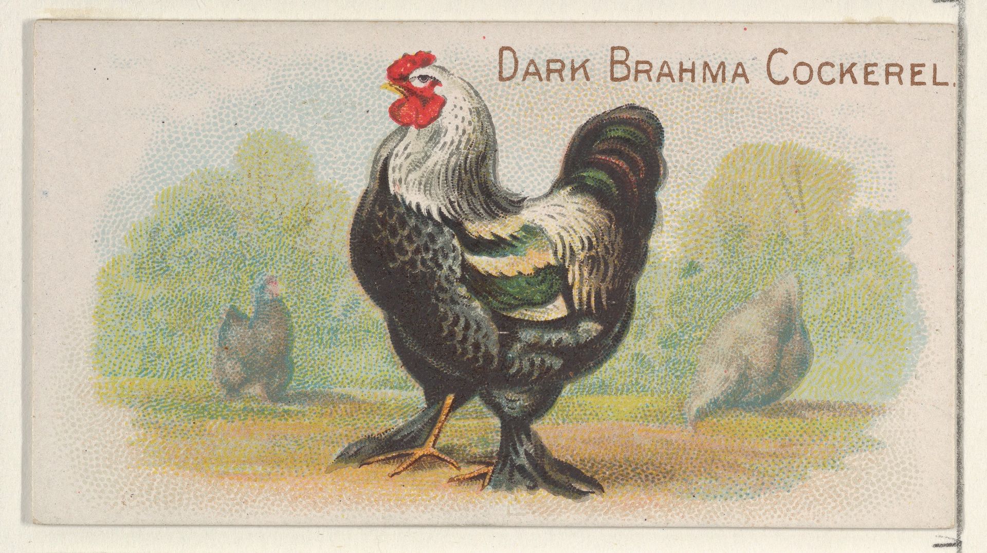 Dark Brahma Cockerel, from the Prize and Game Chickens series (N20) for Allen & Ginter Cigarettes by Allen & Ginter