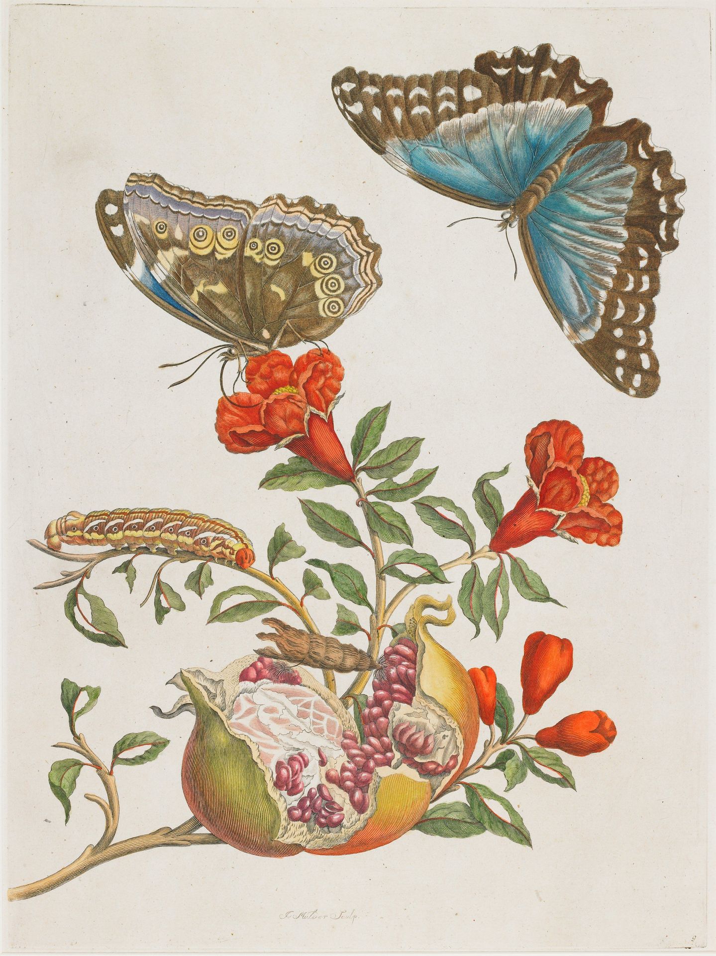 Blue Butterflies and Pomegranate by Anonymous