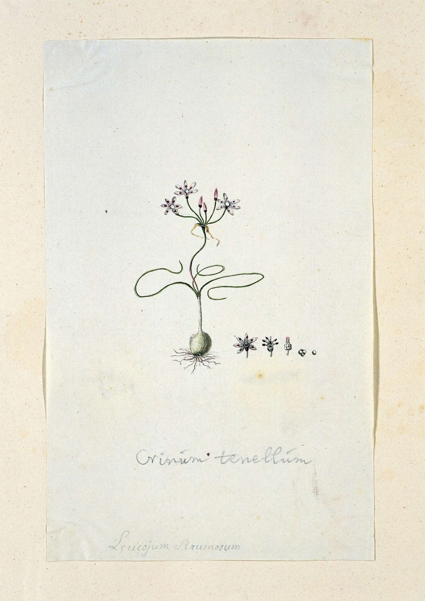 Strumaria tenella (L.f. ) Snijman by Robert Jacob Gordon