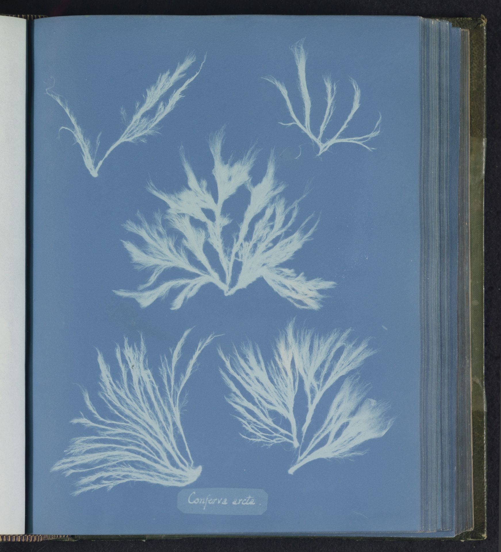 Conferva arcta by Anna Atkins