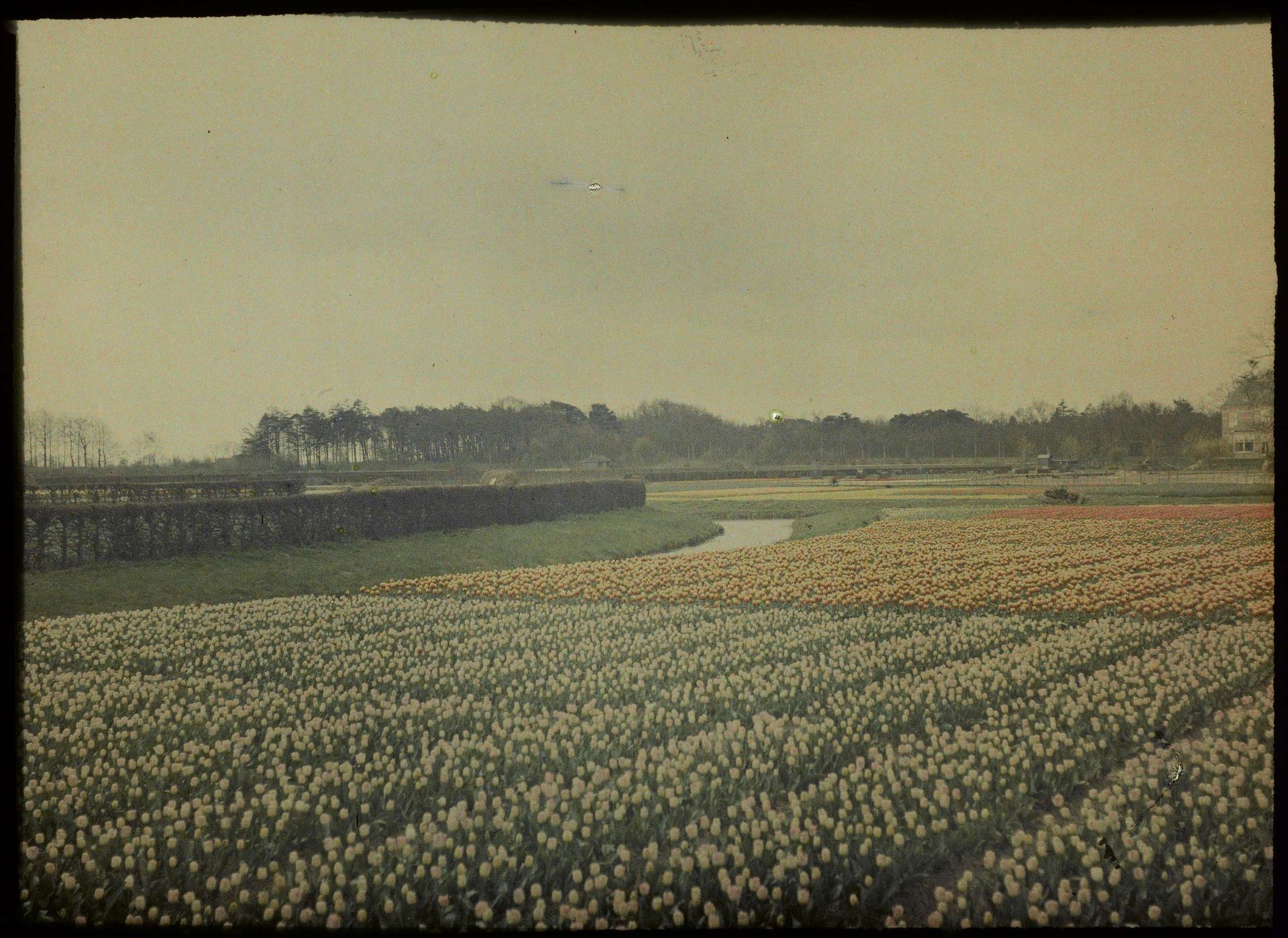 Gezicht op een veld met hyacinthen aan de Ramplaan te Overveen by Adolphe Burdet