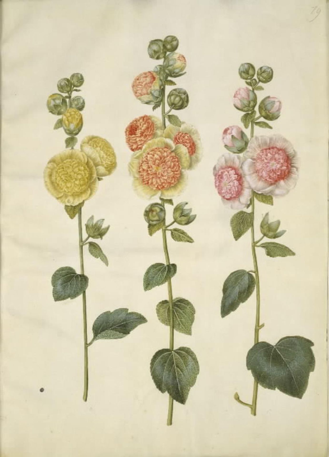 Alcea rosea (have-stokrose) by Hans Simon Holtzbecker