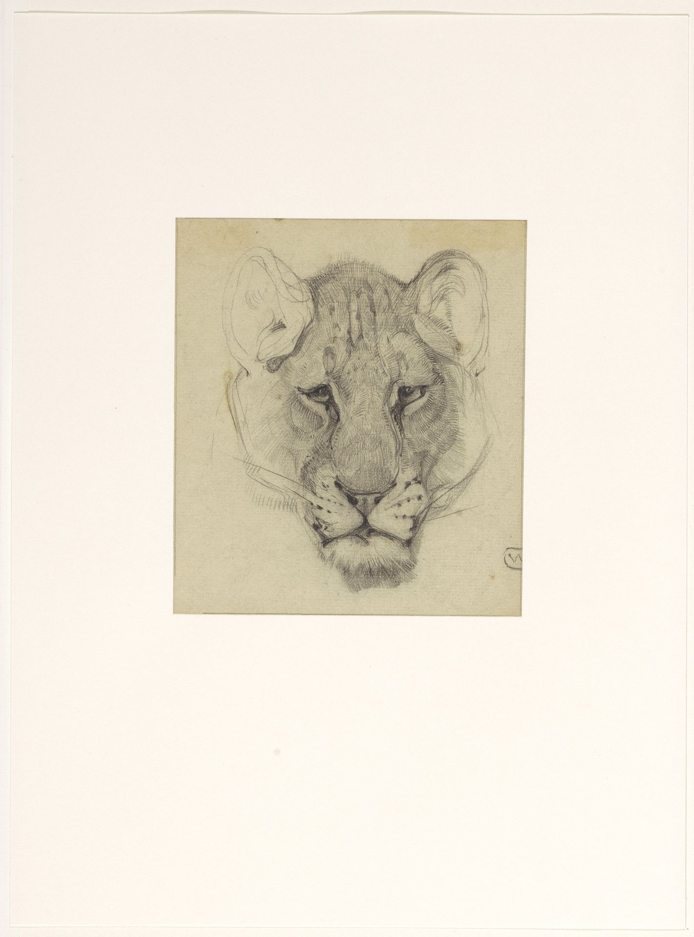 Kop van een leeuwin, van voren by Bernard Willem Wierink