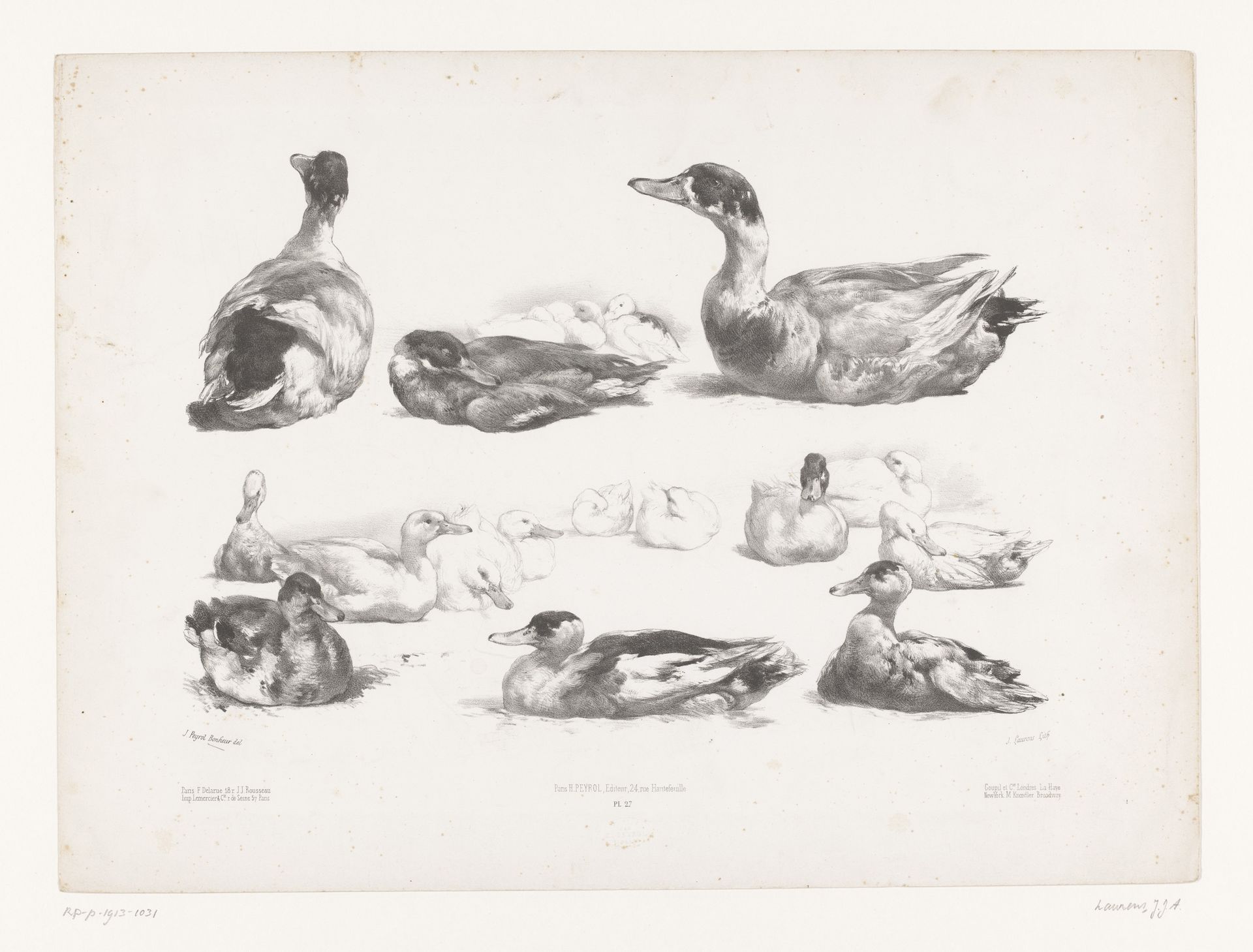 Studies van groepen liggende eenden by Jules Laurens