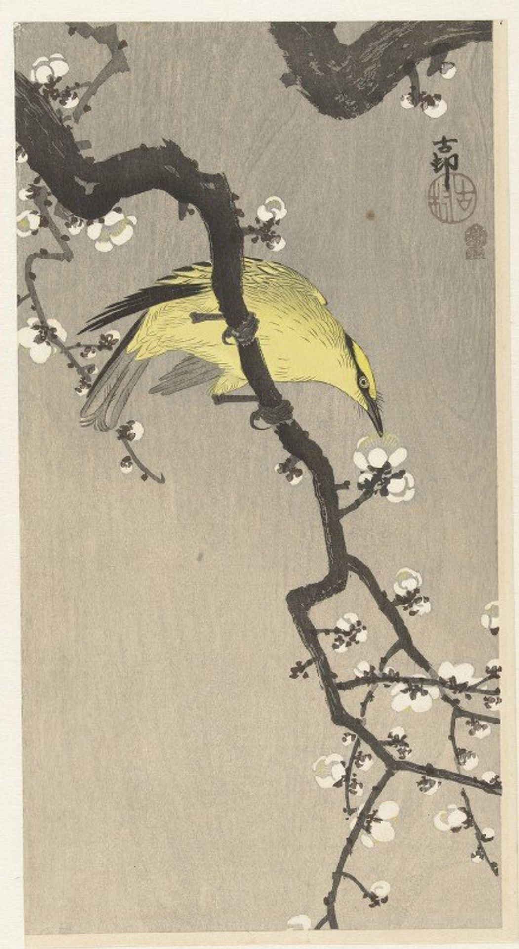 Chinese golden oriole on plum blossom branch by Ohara Koson