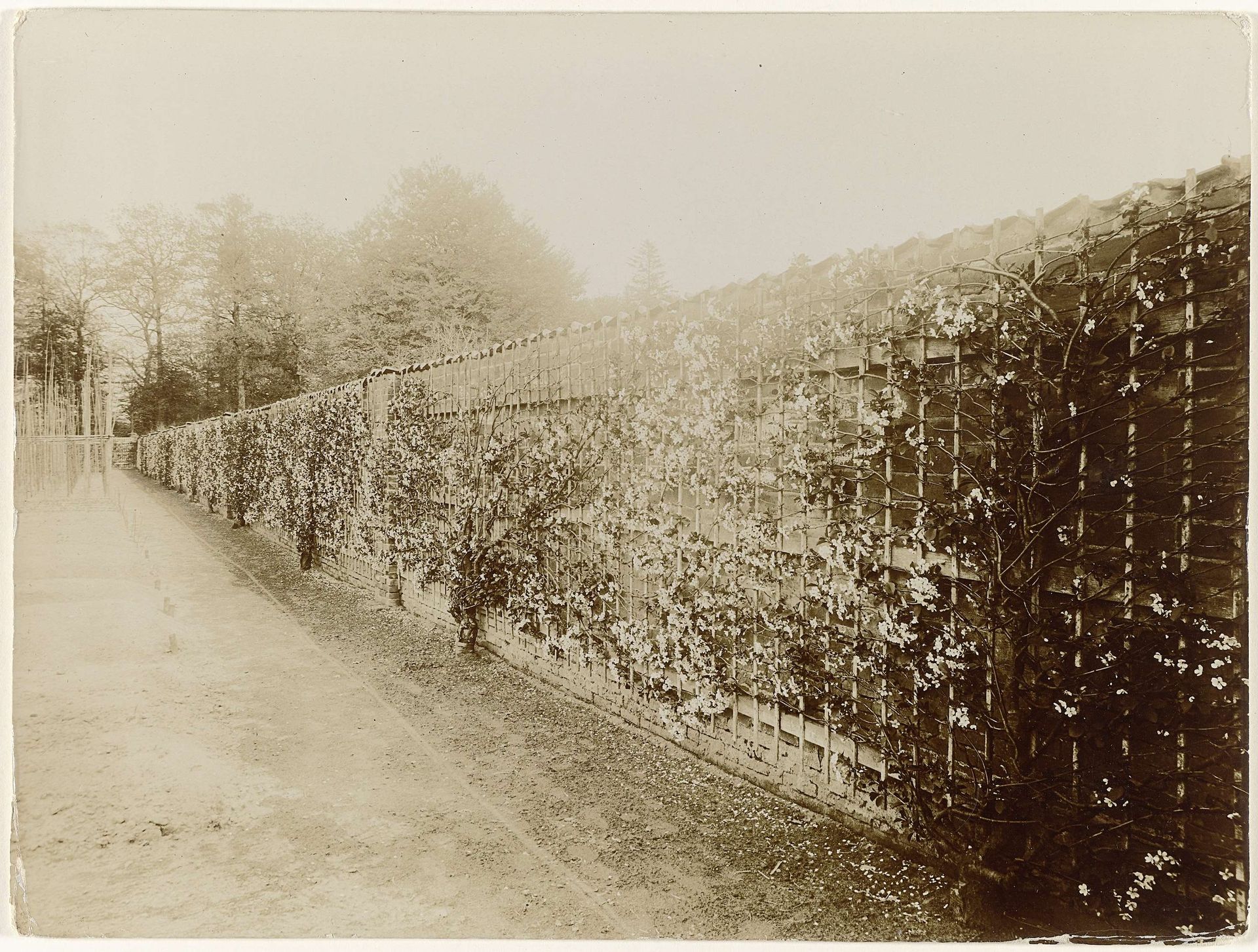 Muur met morellen en heibomen in de moestuin van huize 'De Poll' te Voorst by Richard Tepe