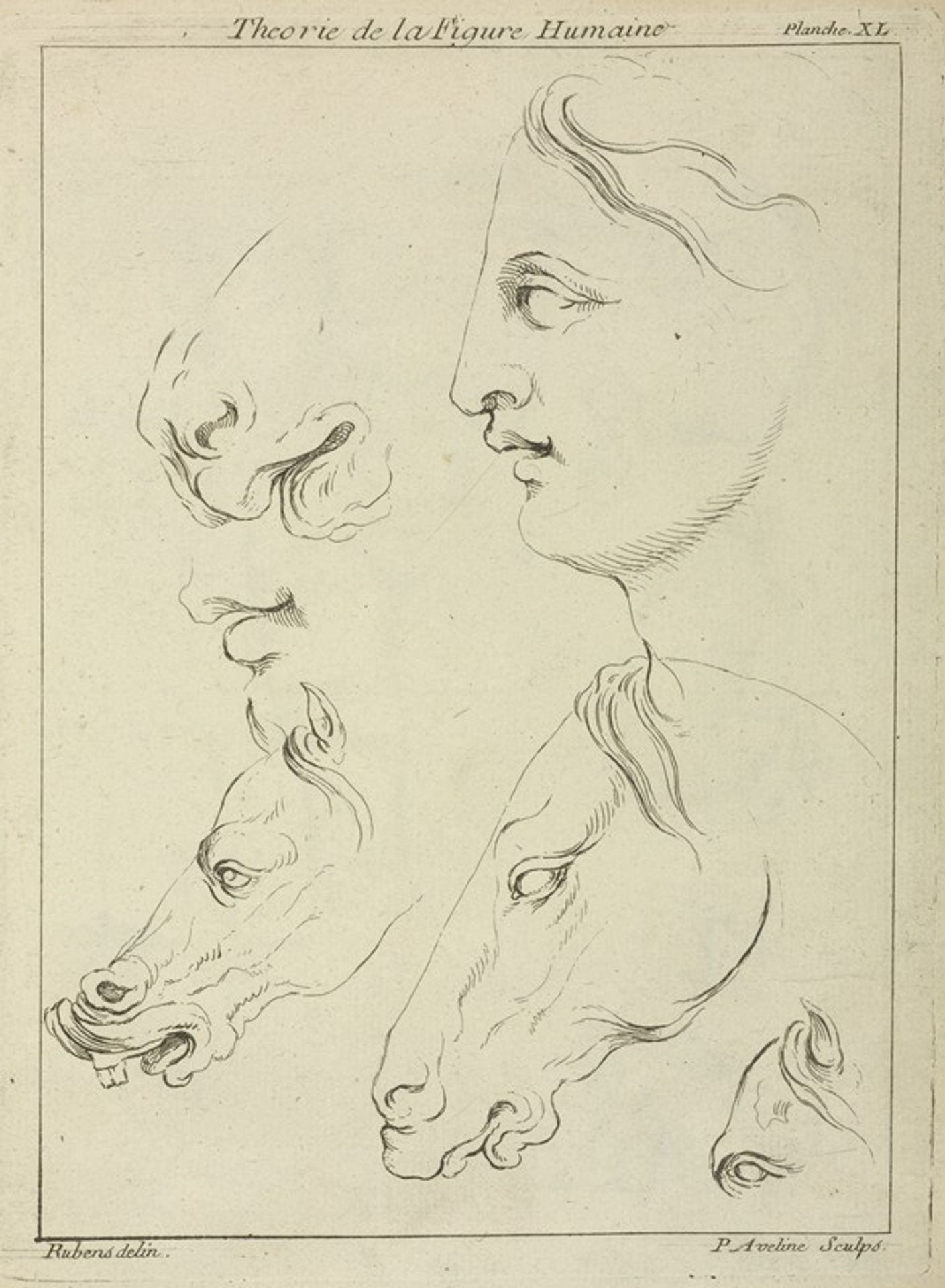Horses’ heads and human head in profile, with detail of horse’s eye and nose by Peter Paul Rubens