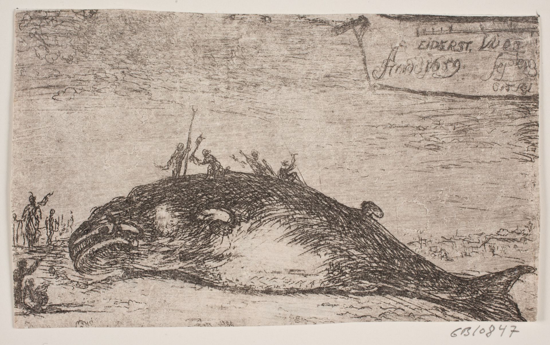 En hval strandet ved Eiderstedt by Jürgen Ovens