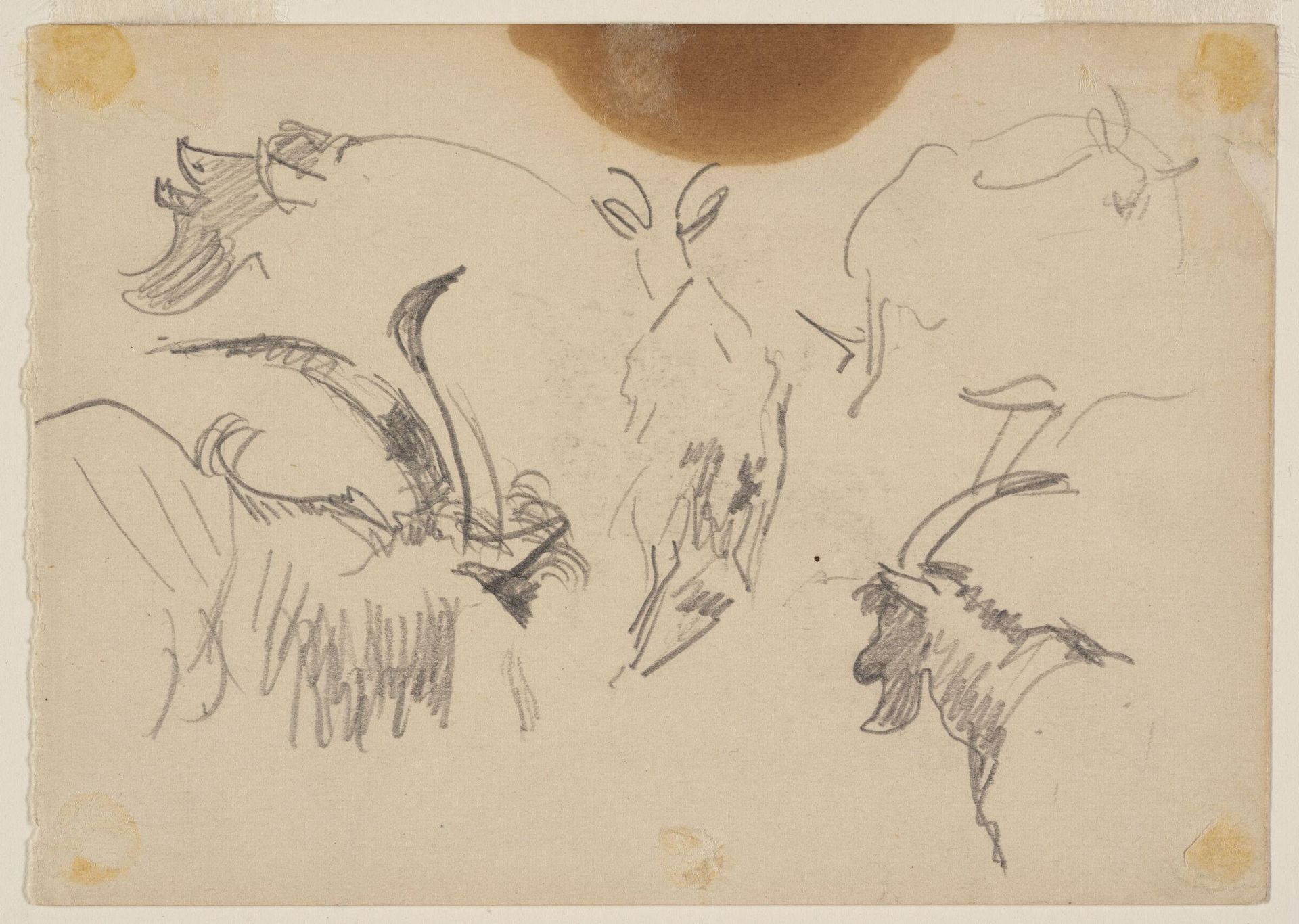 Sketches of a Mountain Goat; verso: Sketches of a Mountain Goat by John Singer Sargent