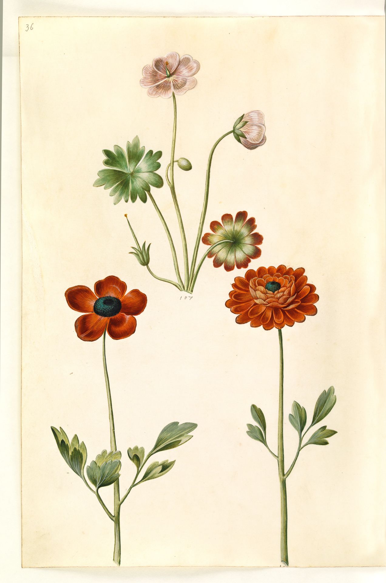 Geranium sanguineum striatum (stribet storkenæb); Ranunculus asiaticus (have-ranunkel) by Hans Simon Holtzbecker