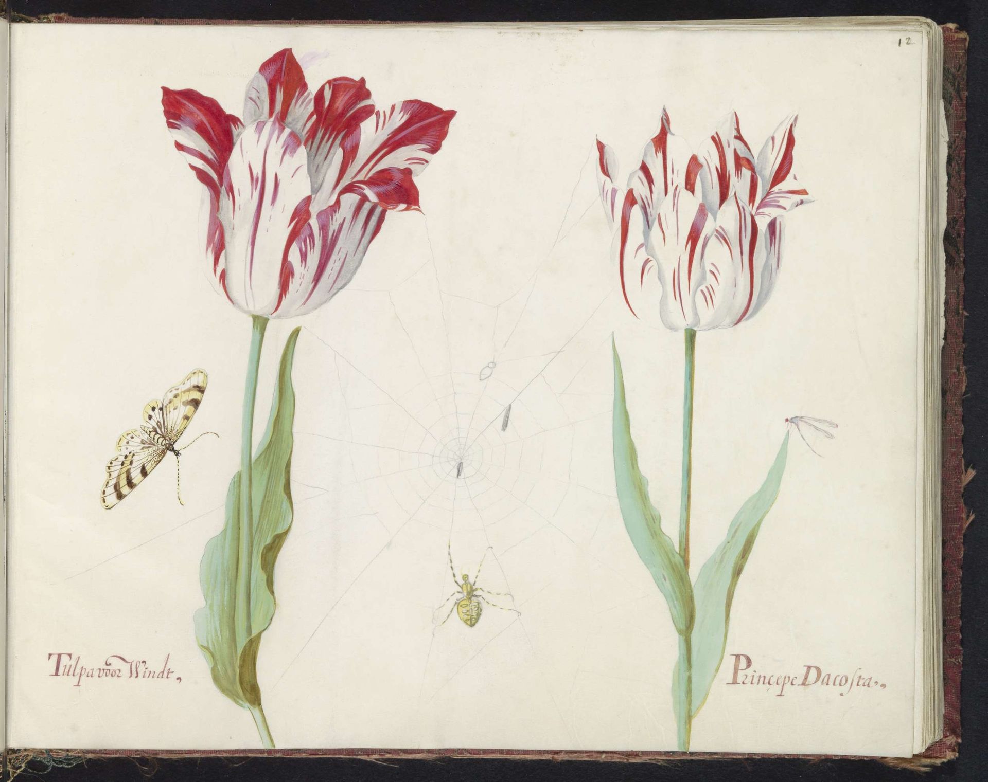 Twee tulpen met vlinder, vlieg en spinnenweb by Jacob Marrel