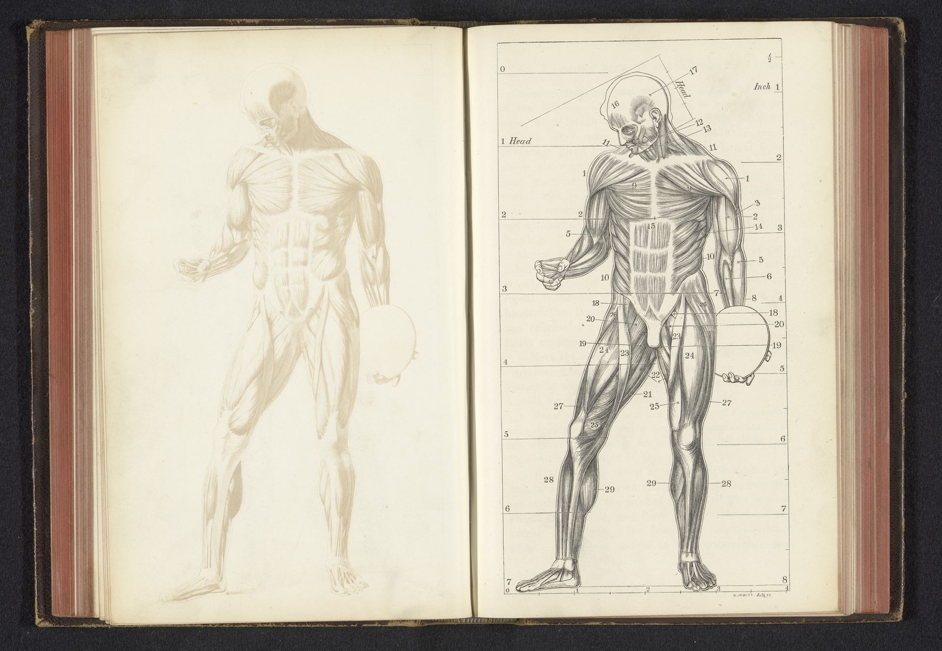 Fotoreproductie van een tekening, voorstellende een spiermodel van het menselijk lichaam by Anonymous