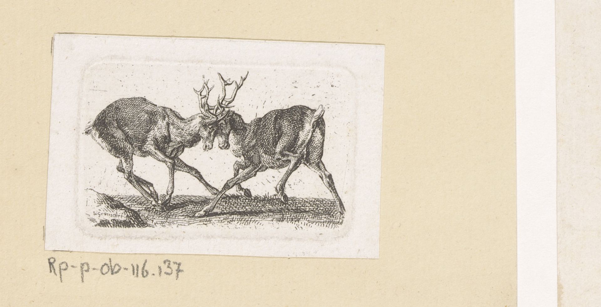 Twee vechtende herten by Samuel Gränicher