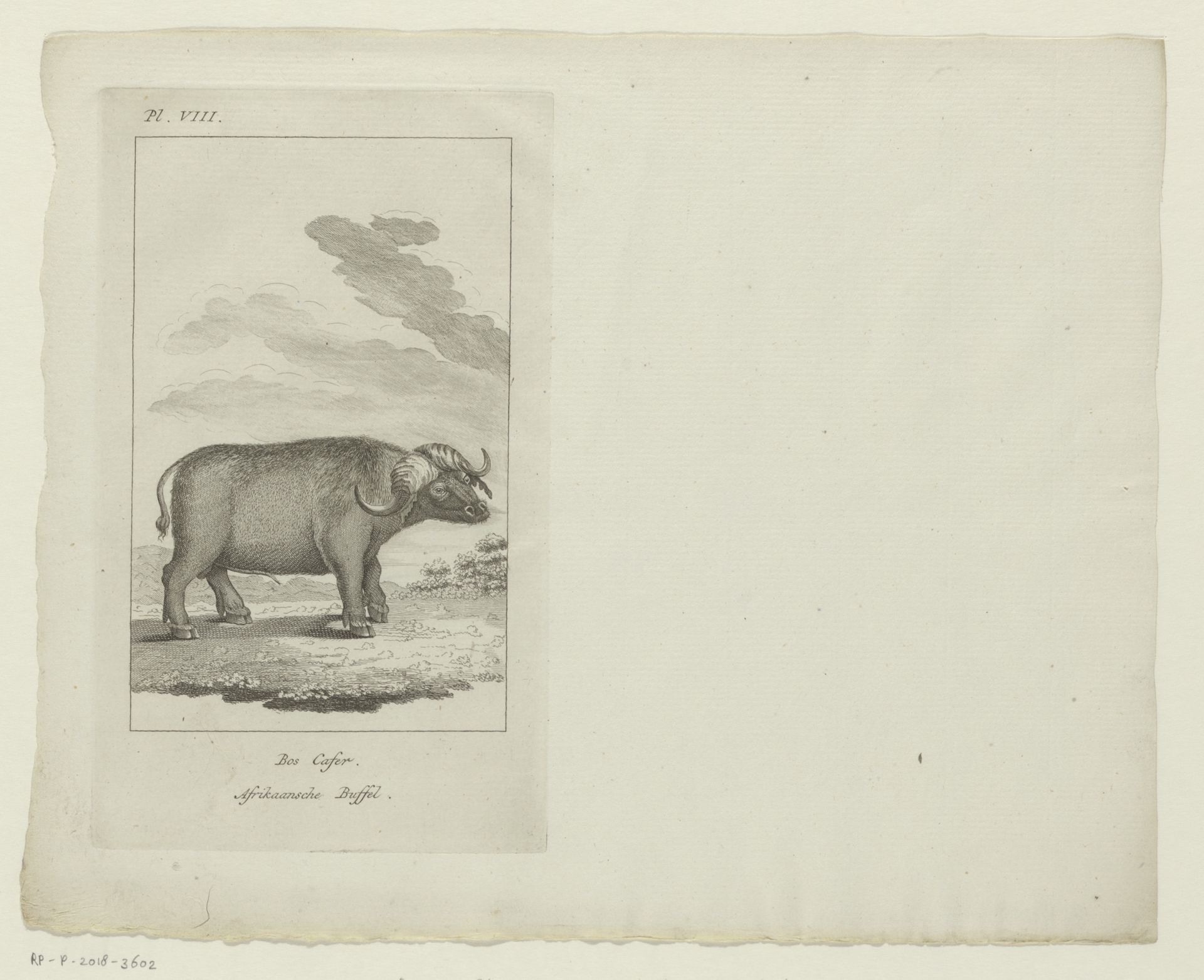 Kafferbuffel by Anonymous