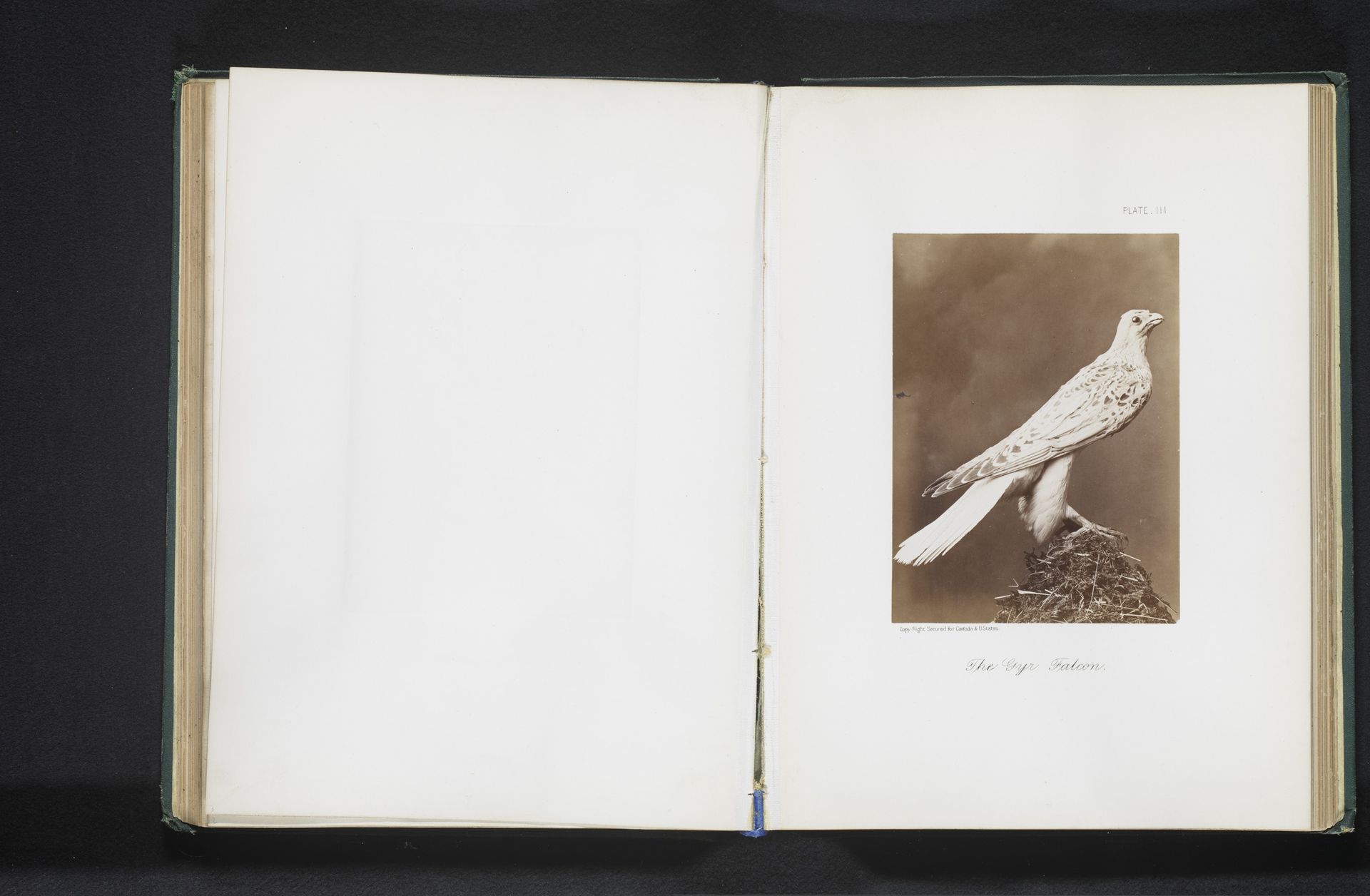 Opgezette giervalk by William Notman