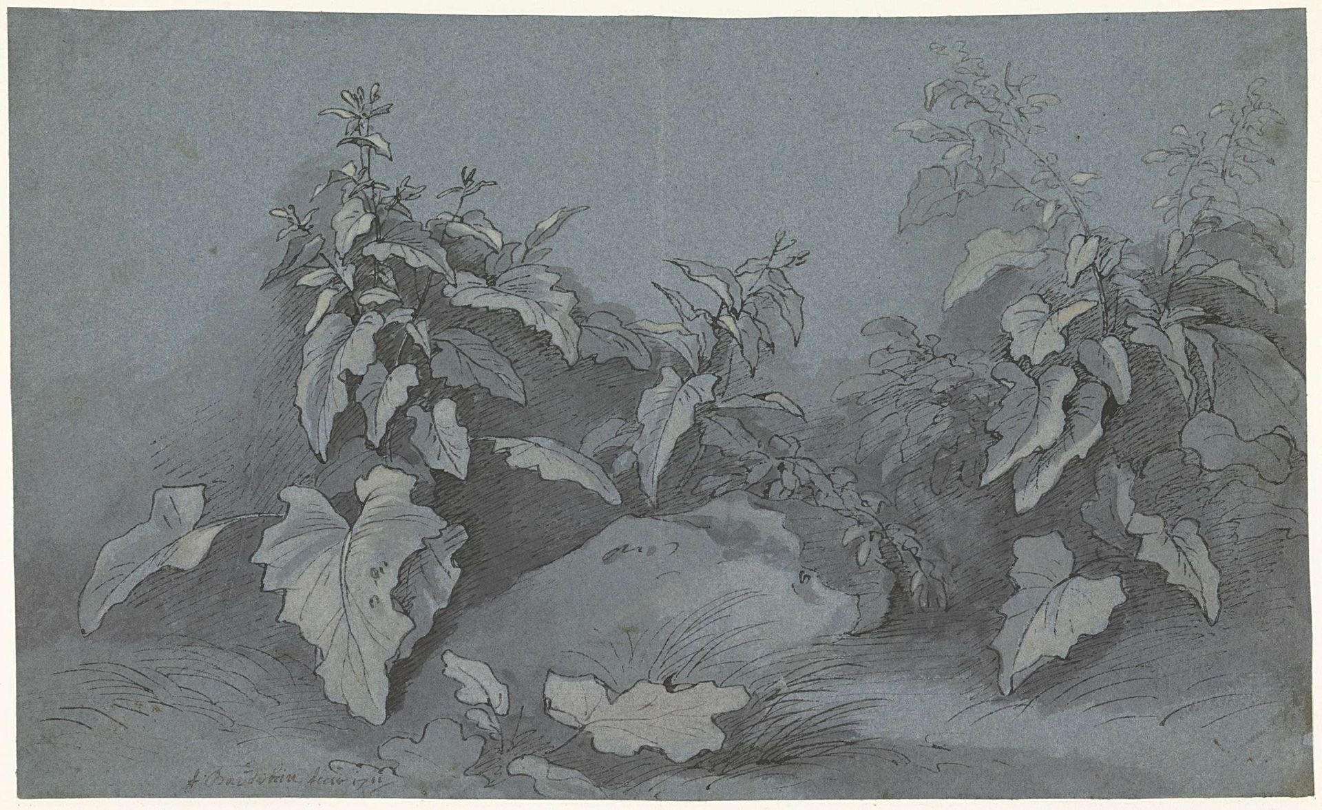 Plantenstudie by Adriaan Boudewyns