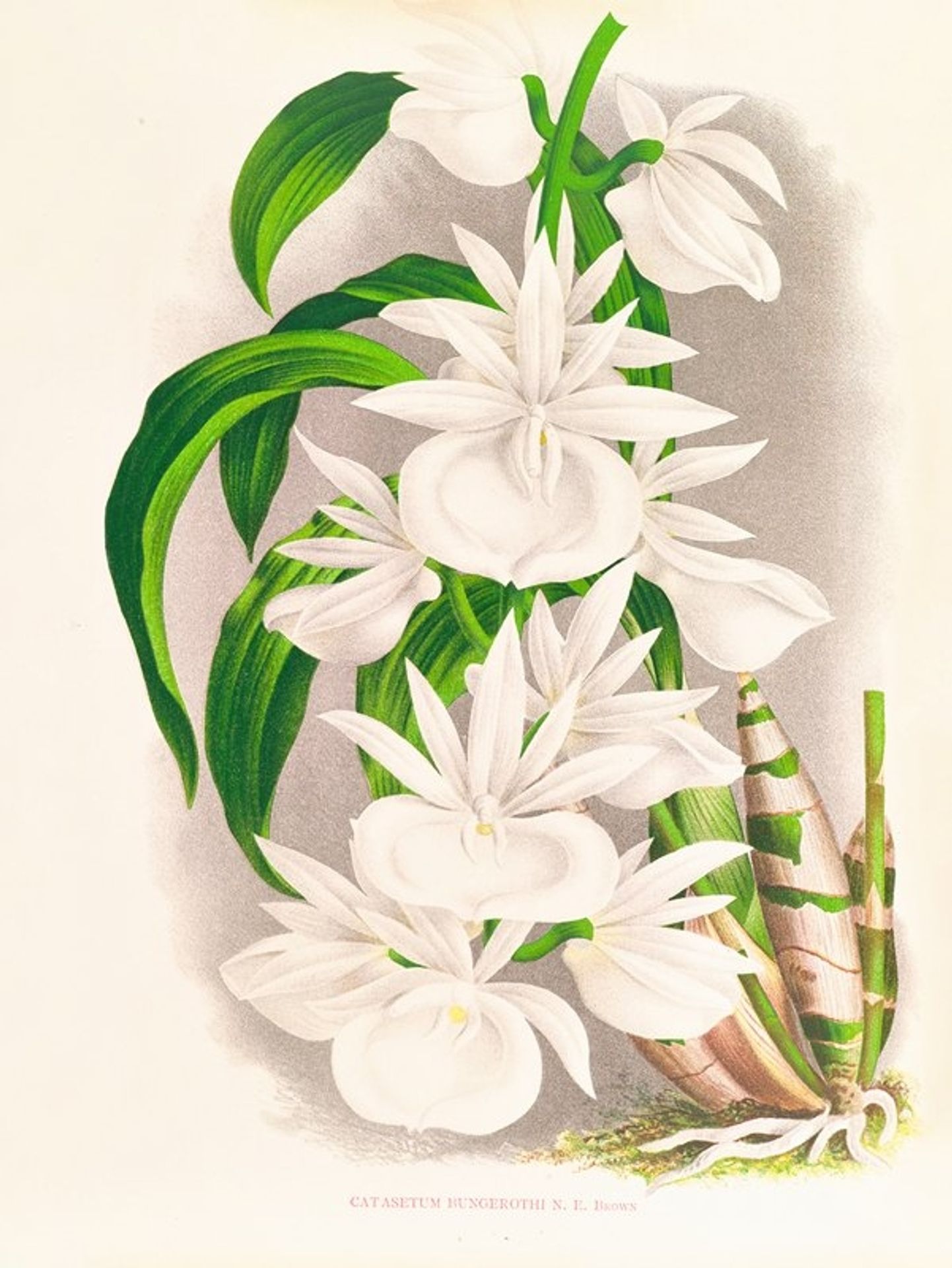 Catasetum bungerothi by Jean Jules Linden