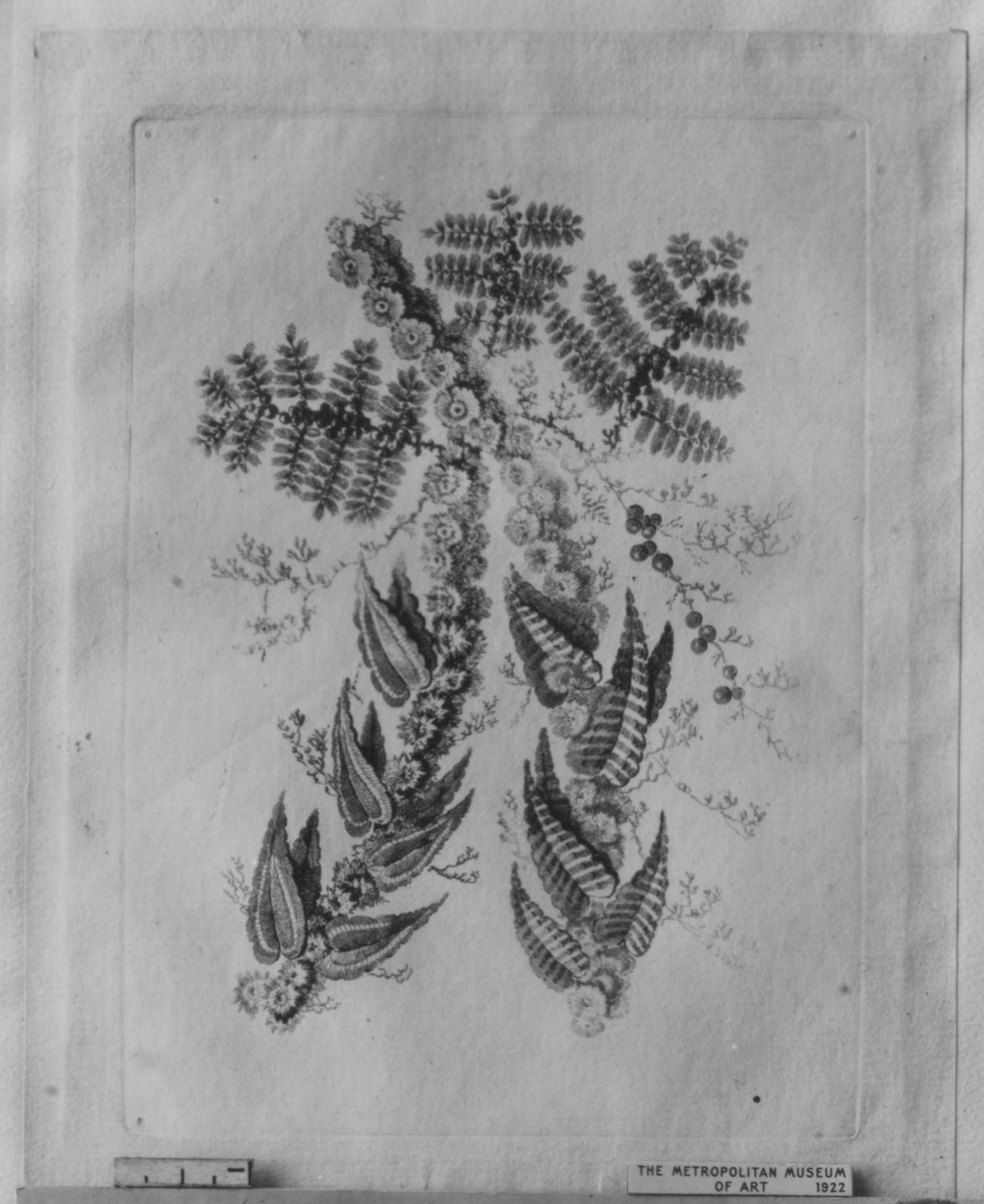 Ornament Design from Nouvelle Suite de Fleurs Idéale by Jean Pillement