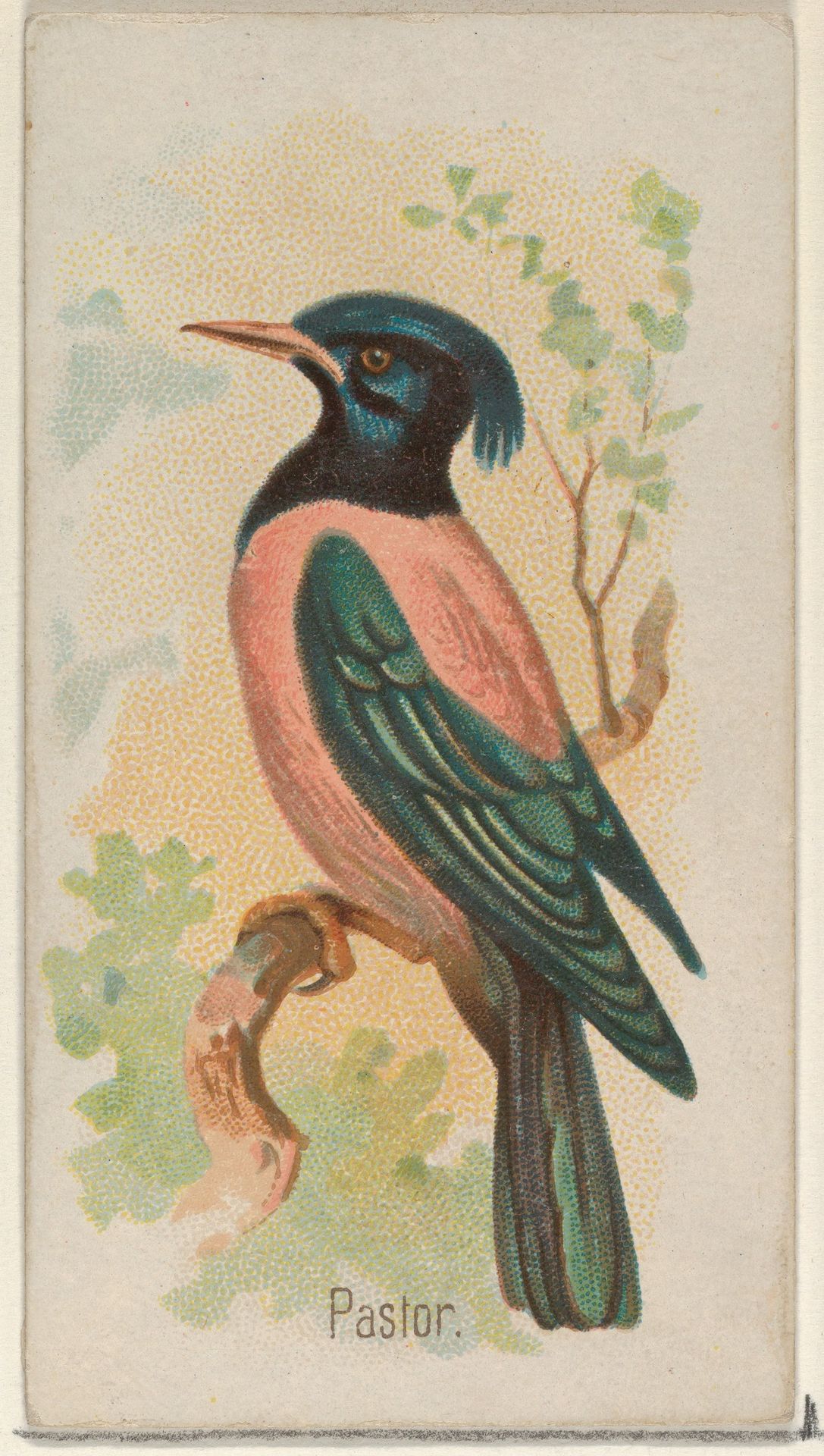 Pastor, from the Song Birds of the World series (N23) for Allen & Ginter Cigarettes by Allen & Ginter