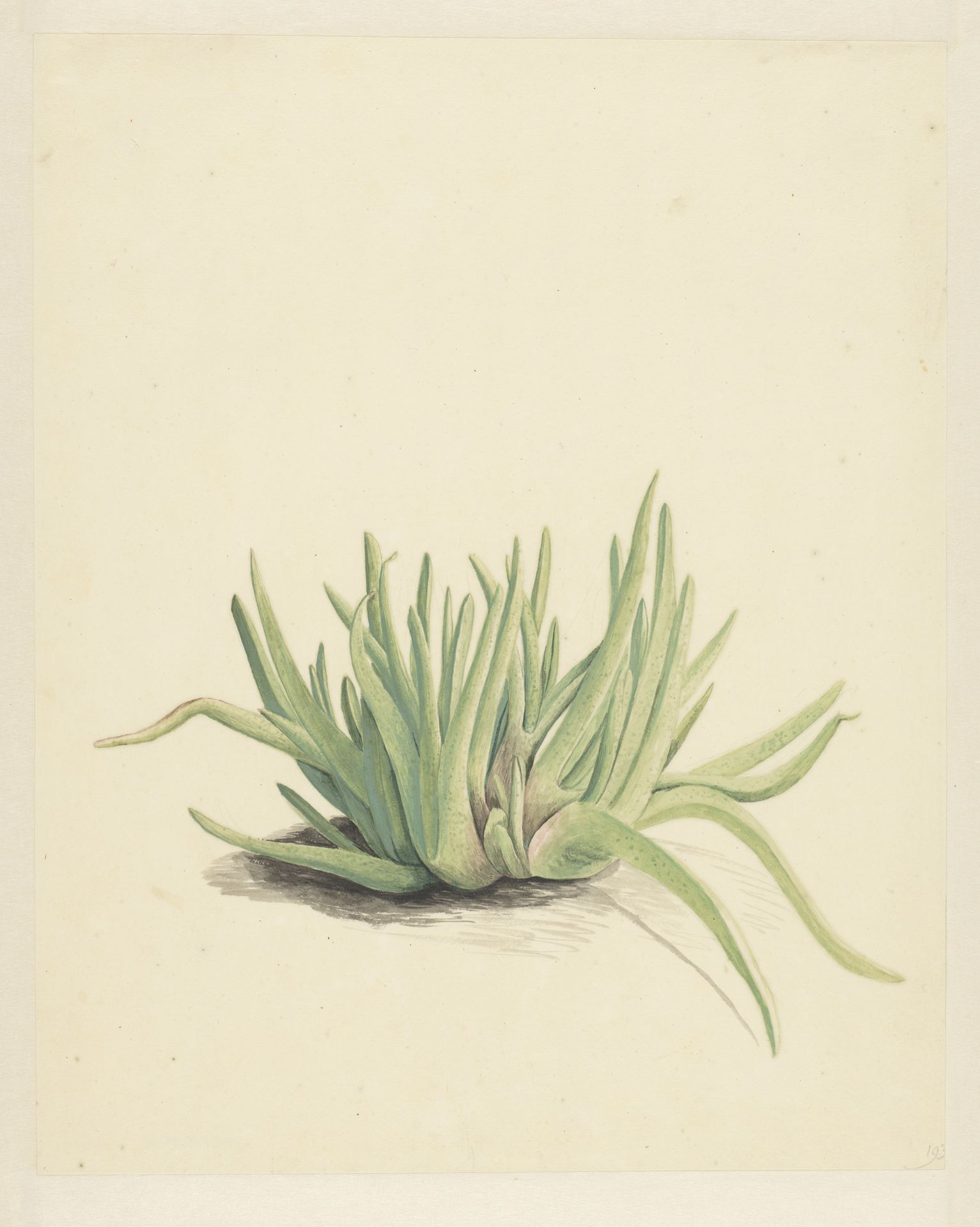 IJskruid by Vincent Jansz. van der Vinne