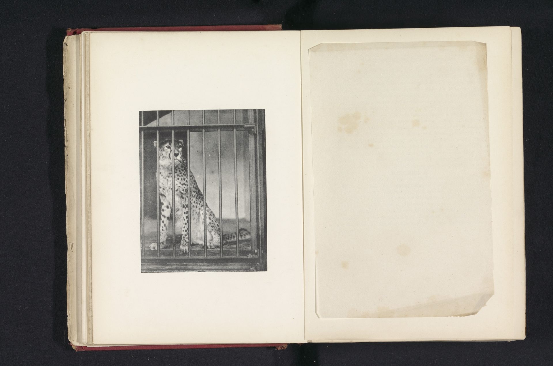 A cheetah by J. Fortuné Nott