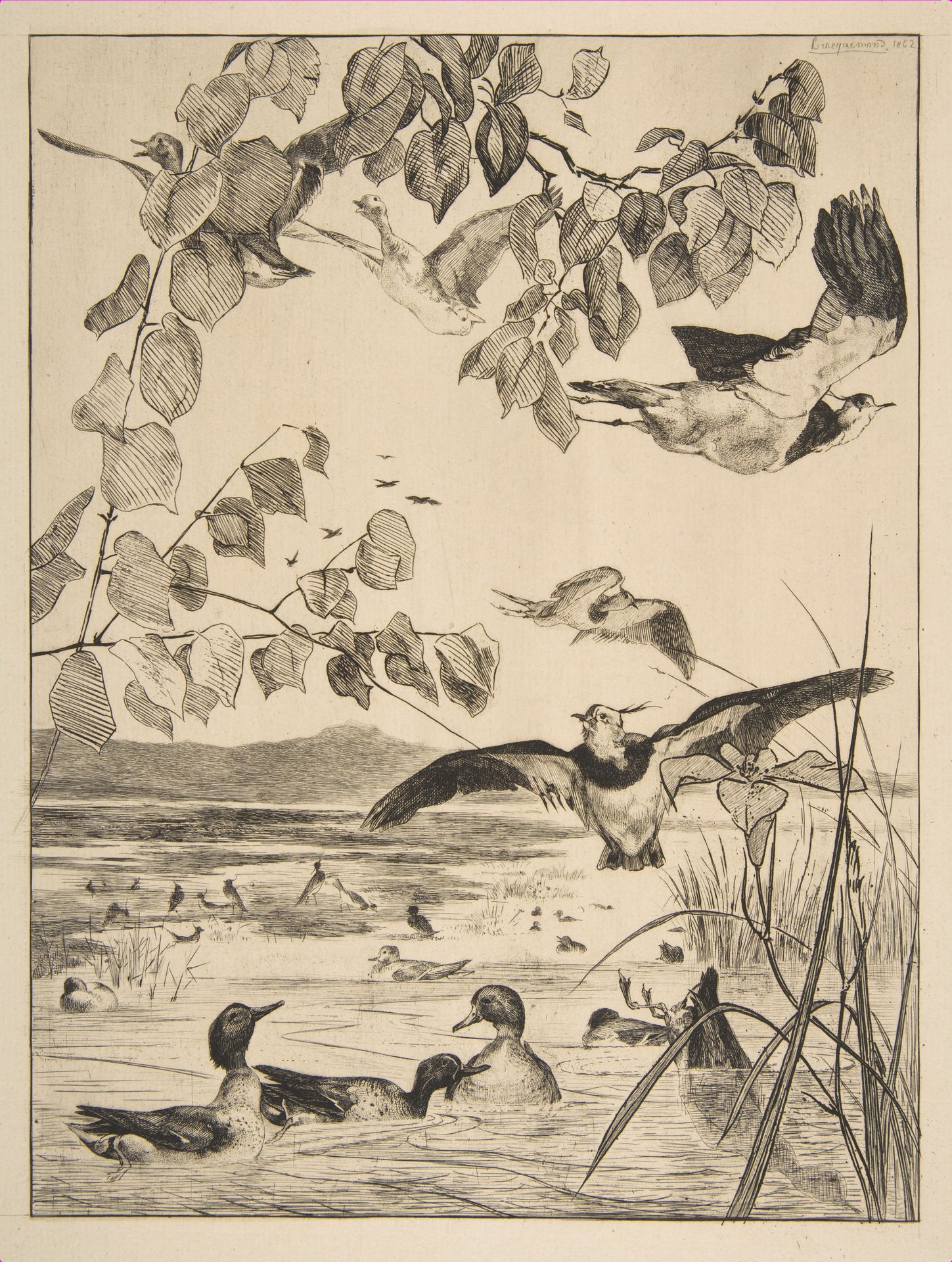 Vanneaux et Sarcelles by Félix Bracquemond