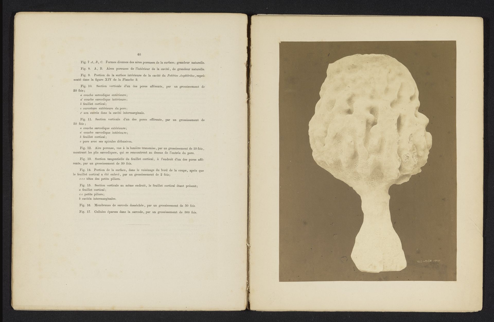 Spons by Willem Cornelis van Dijk