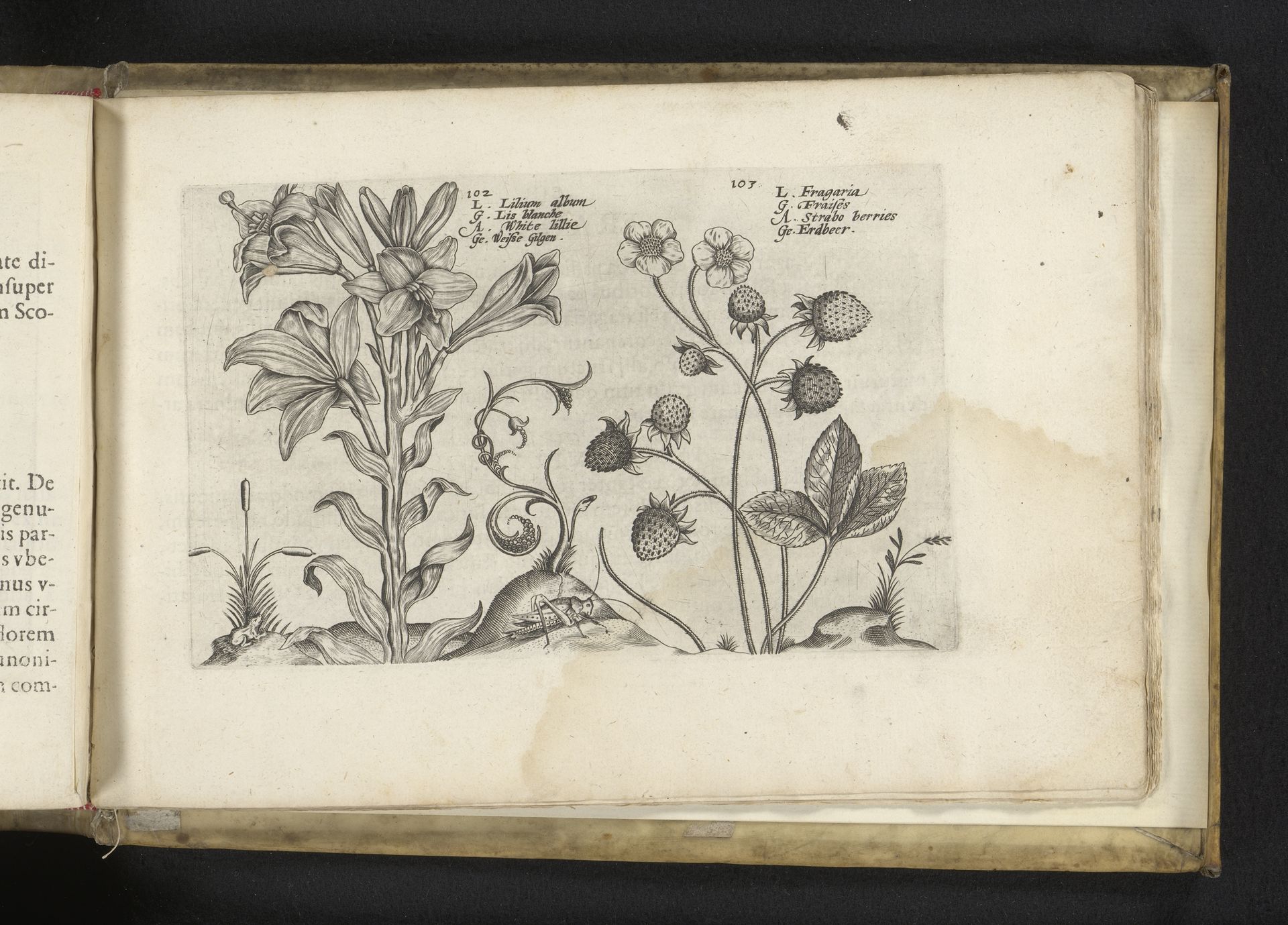 Madonnalelie en aardbei by Crispijn van de (II) Passe