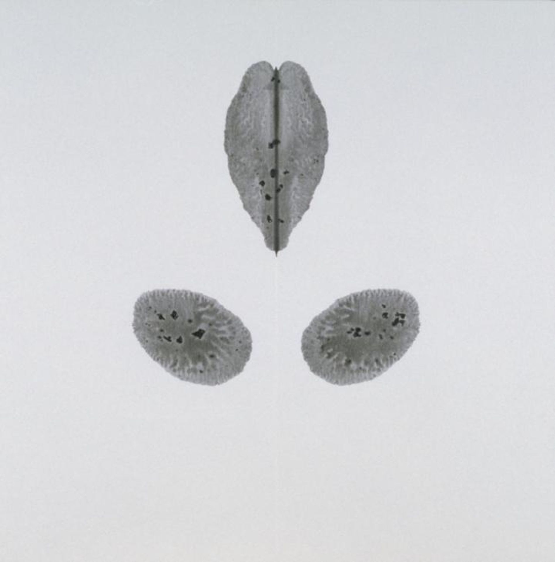 Pornographic Drawing by Cornelia Parker