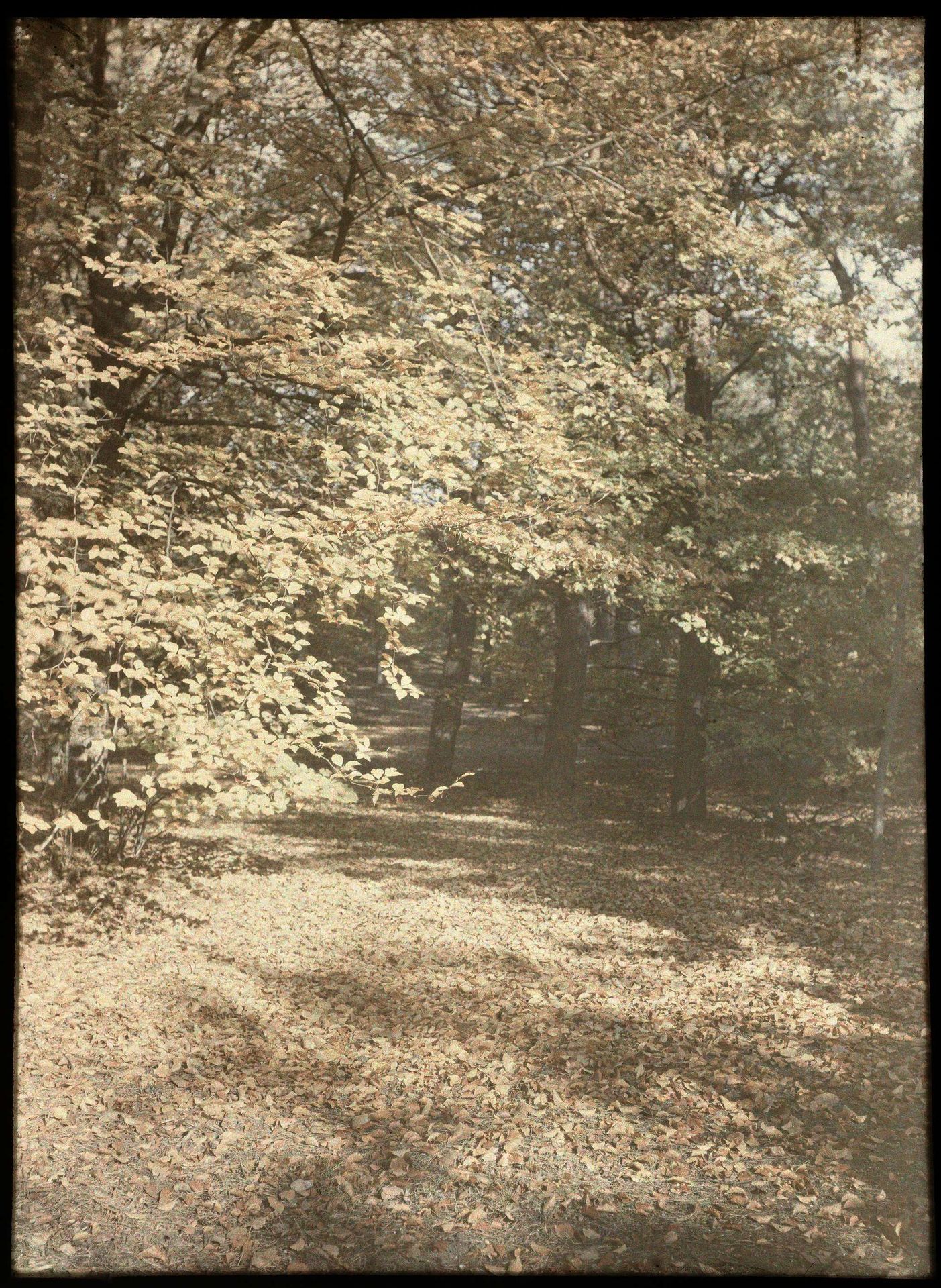 Gezicht in een bos, met veel herfstbladeren op de grond by Adolphe Burdet