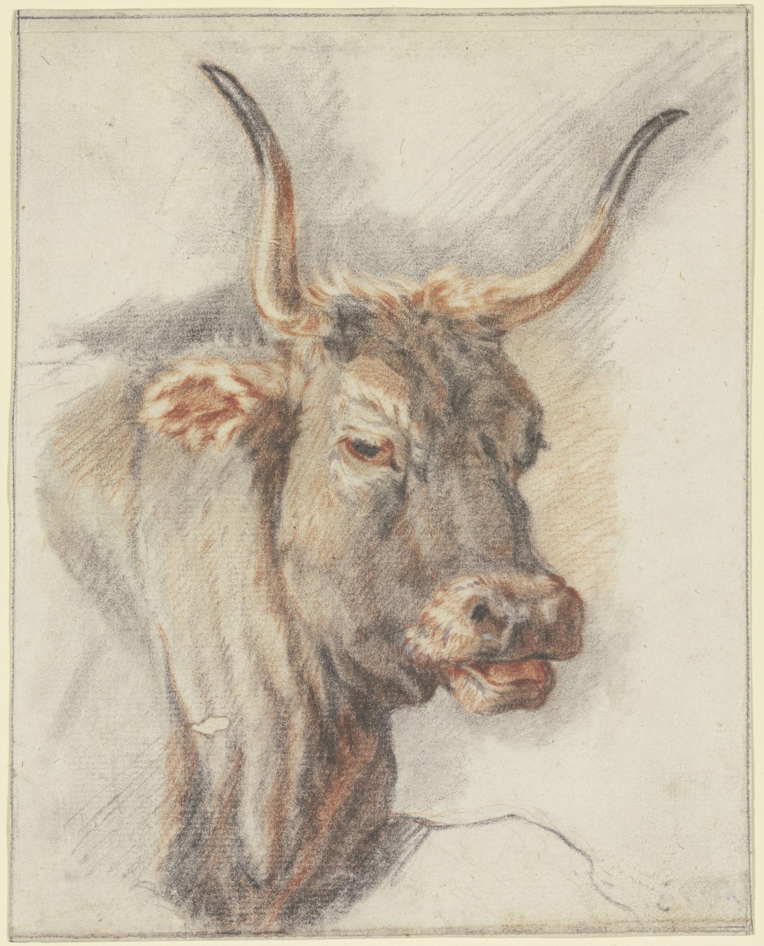 An ox head by Paulus Potter