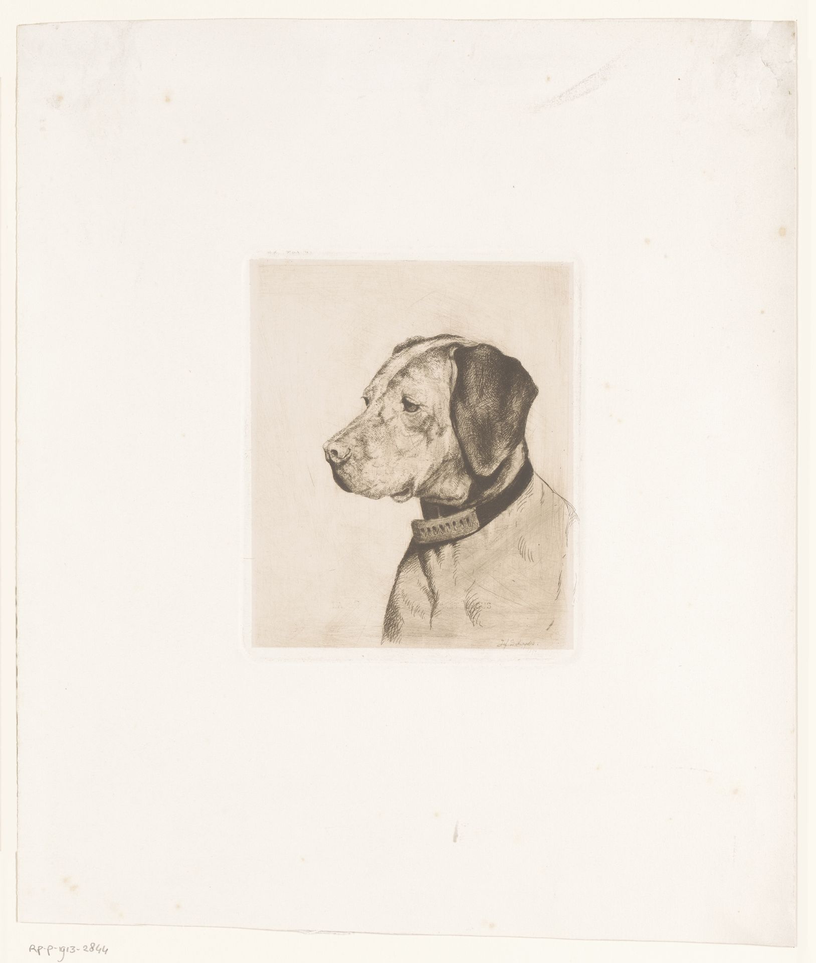 Kop van een hond met halsband by Joseph Schippers