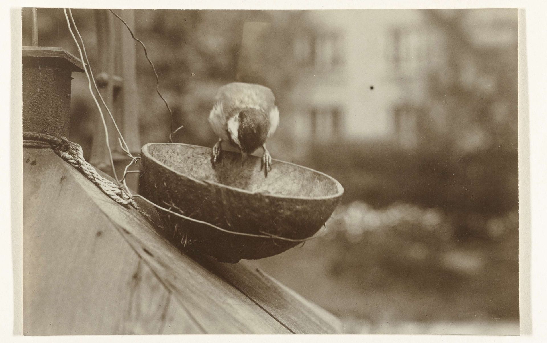 Koolmees eet uit een gehalveerde koksnoot op een balkon by Richard Tepe