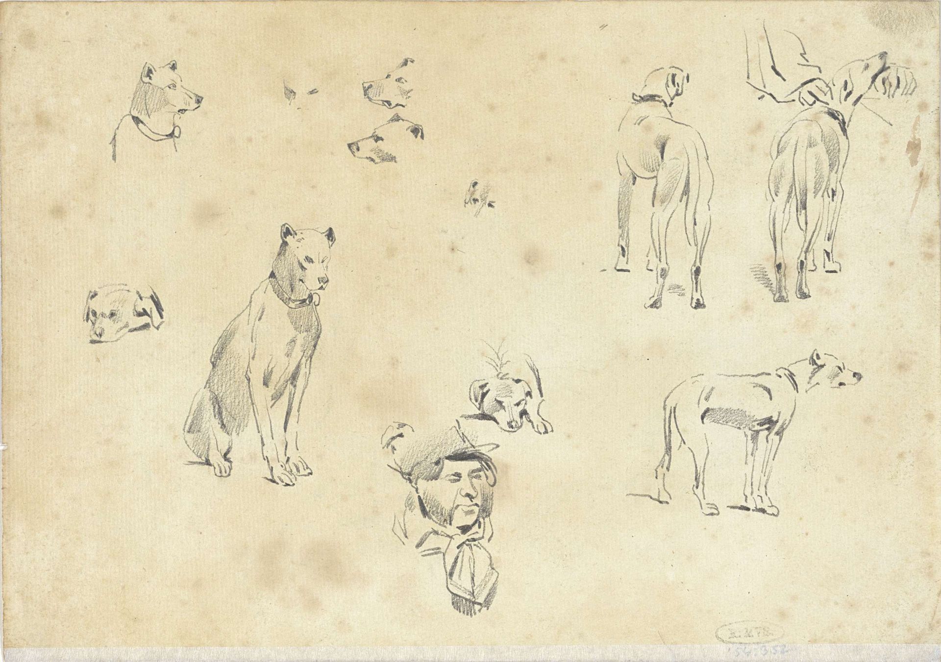 Studies van honden by Pieter van Loon