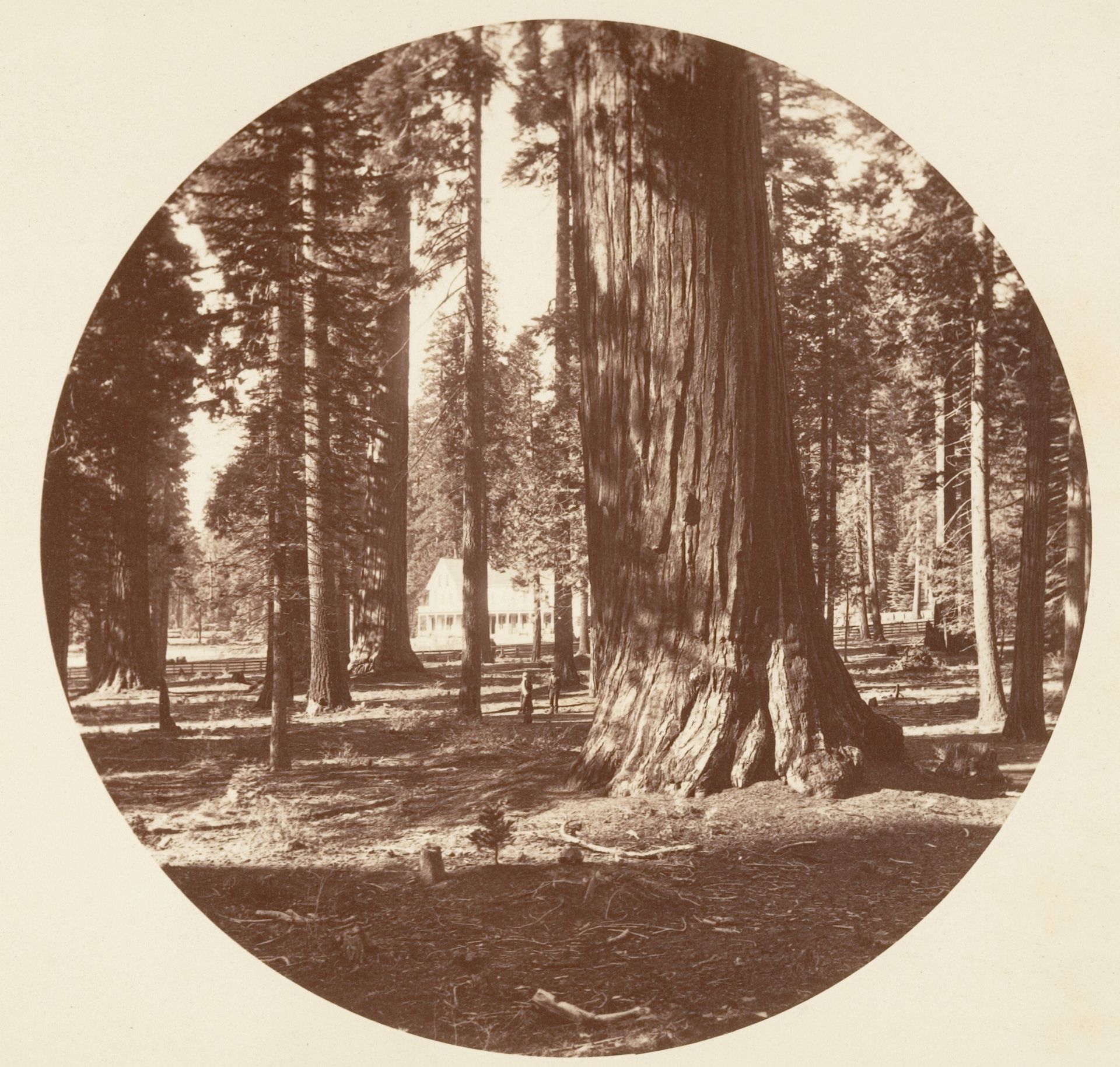 The Mammoth Grove Hotel from the Grove - Calaveras by Carleton E. Watkins