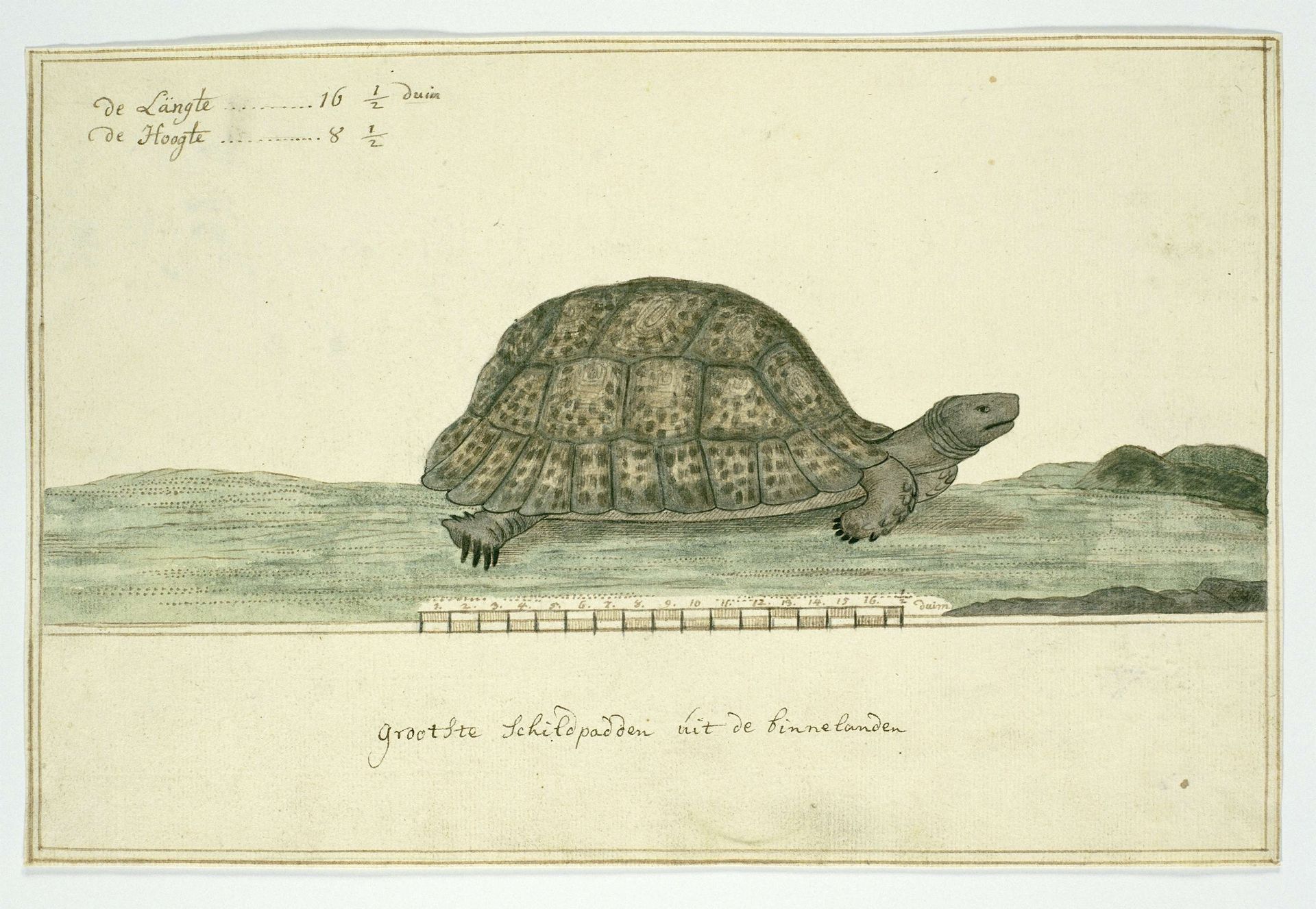 Testudo pardalis (Leopard tortoise) by Robert Jacob Gordon