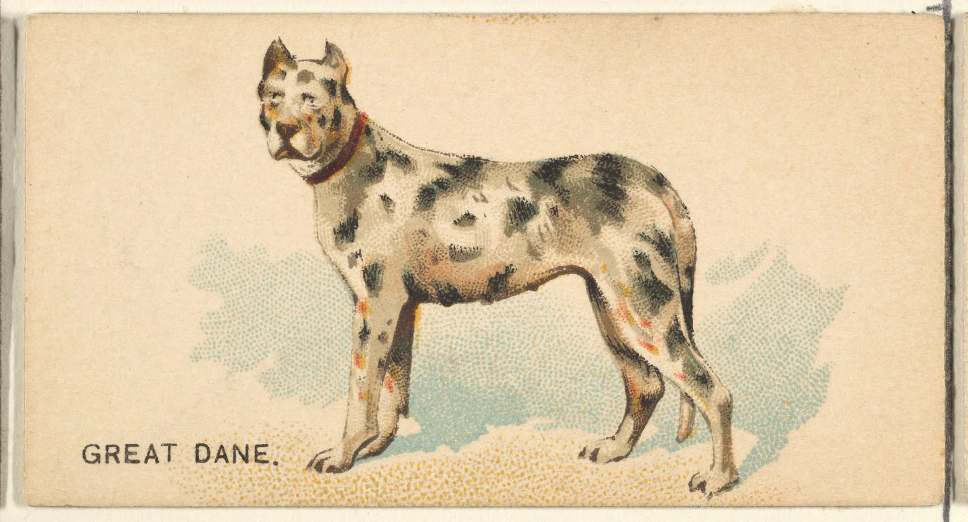 Great Dane, from the Dogs of the World series for Old Judge Cigarettes by Goodwin & Company