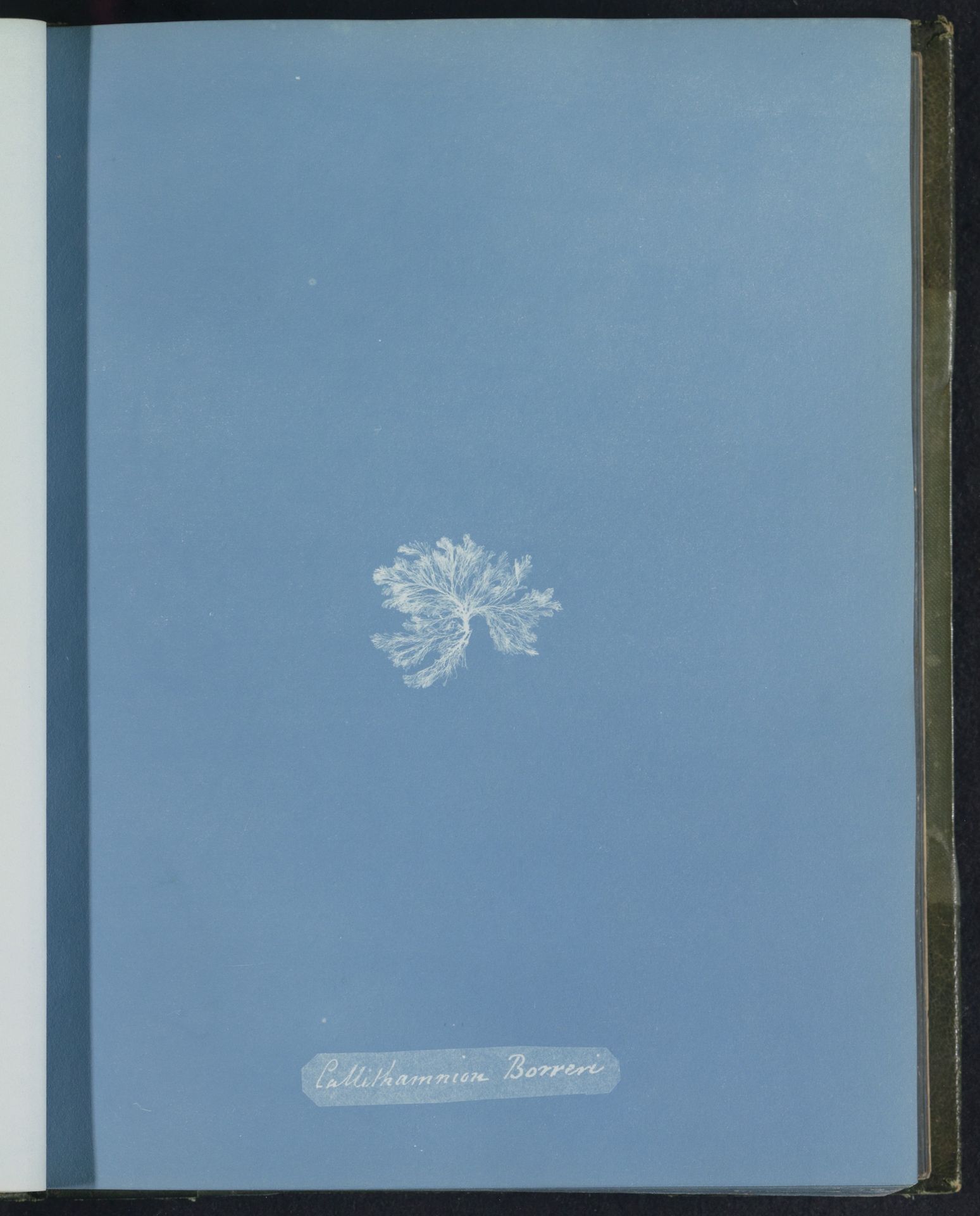Callithamnion Borreri [= Callithamnion borreri] by Anna Atkins