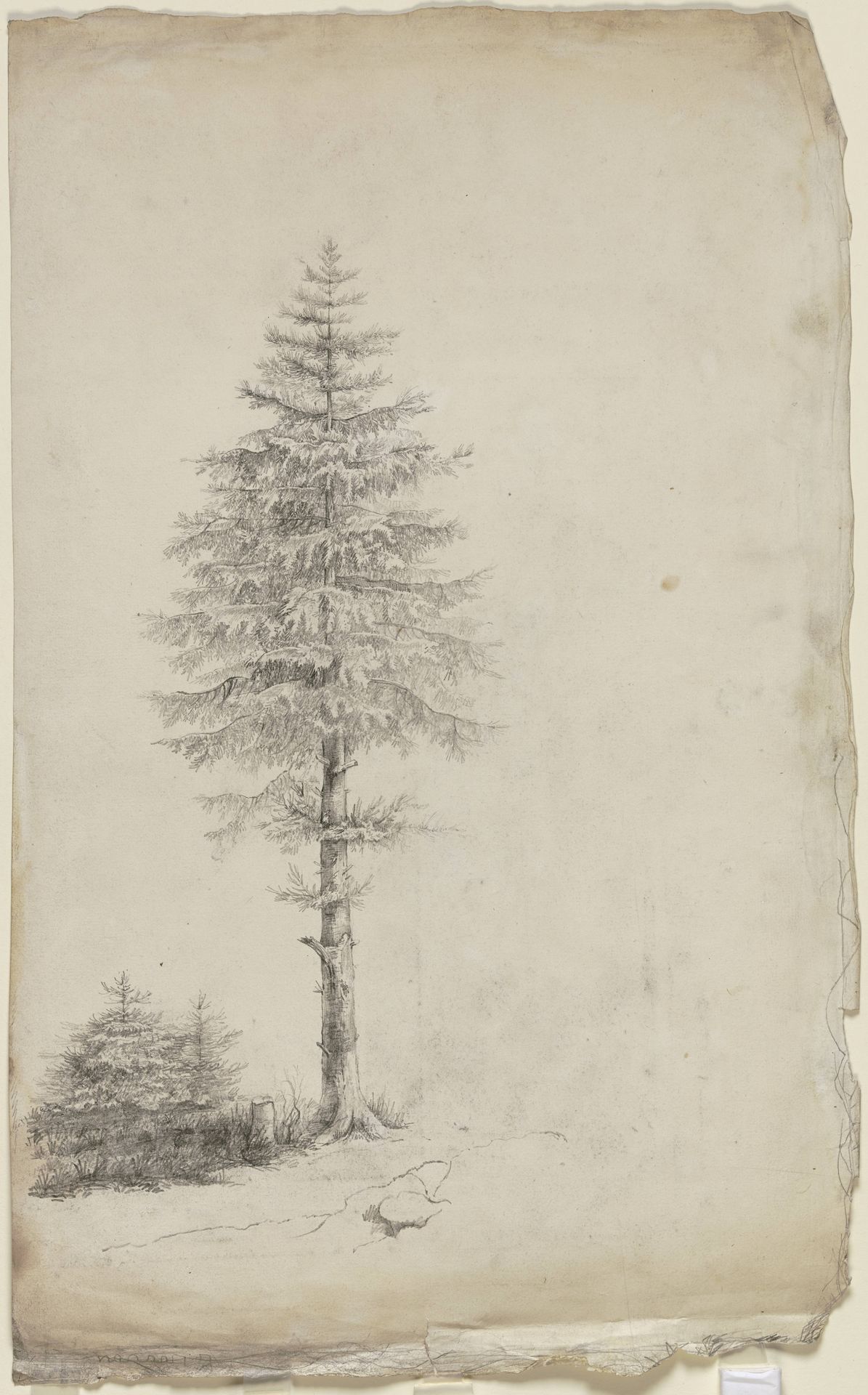 Conifers by Victor Müller
